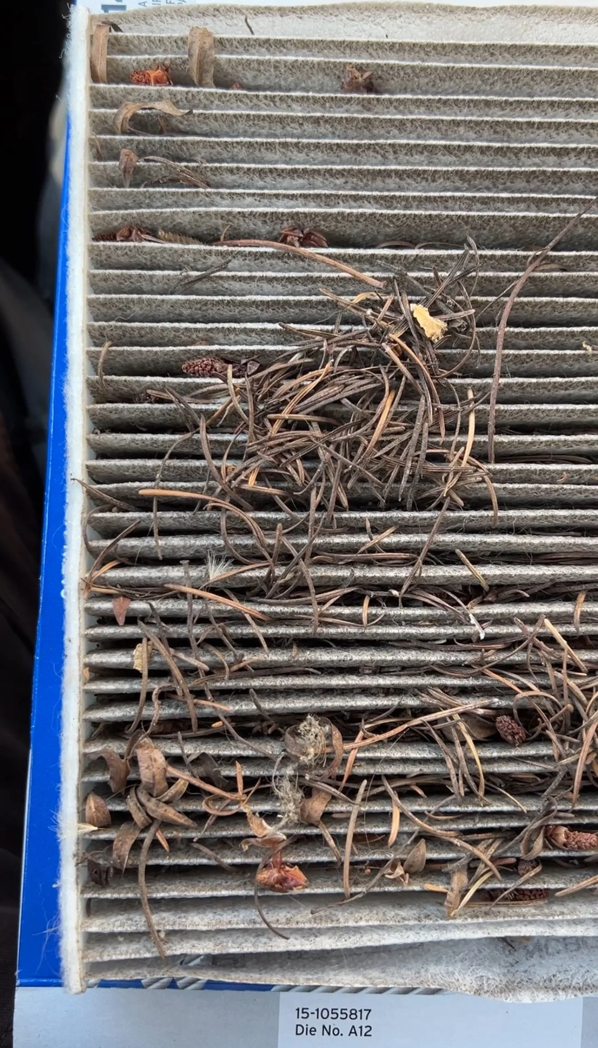A dirty cabin air filter piled with dead pine needles, leaves and dandelion seeds sits atop a blue box.