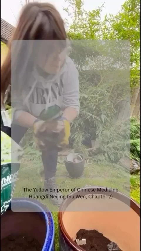 ☉ P L A N T ☉ T R U S T ☉ W A I T ☉
This autumn, I’m planting more than just bulbs and seeds.
After the emotional goodbyes of my clinics in spring it’s been a busy few months, there’s been ups and downs but now more than ever I mi