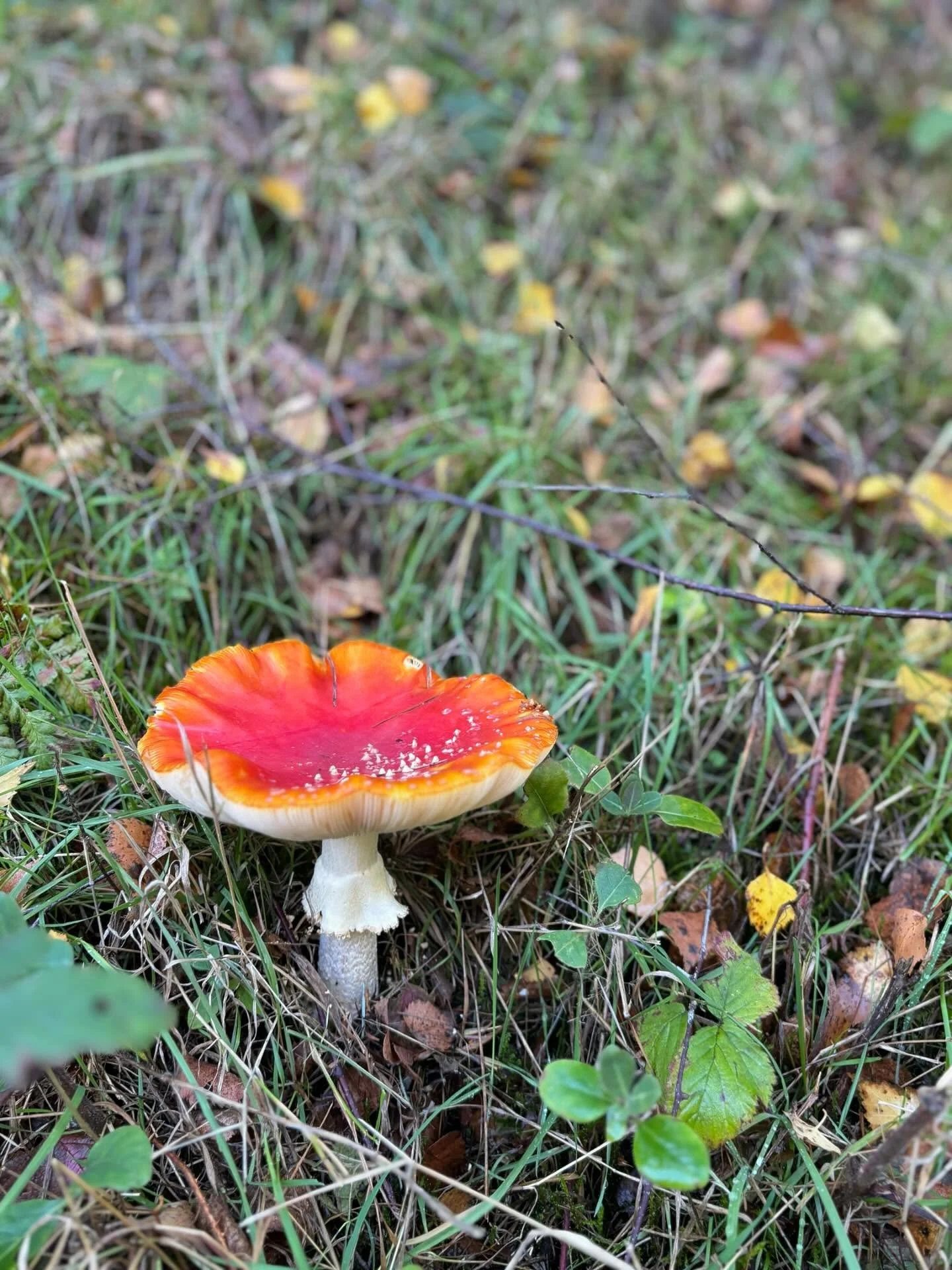 ✧ 🍄 ✧
The toadstool appears when the air cools and the earth softens.
It reminds us that endings and beginnings share the same soil and that release is part of renewal.
In the body too, balance is found by honouring both release and growth.
.
.
.