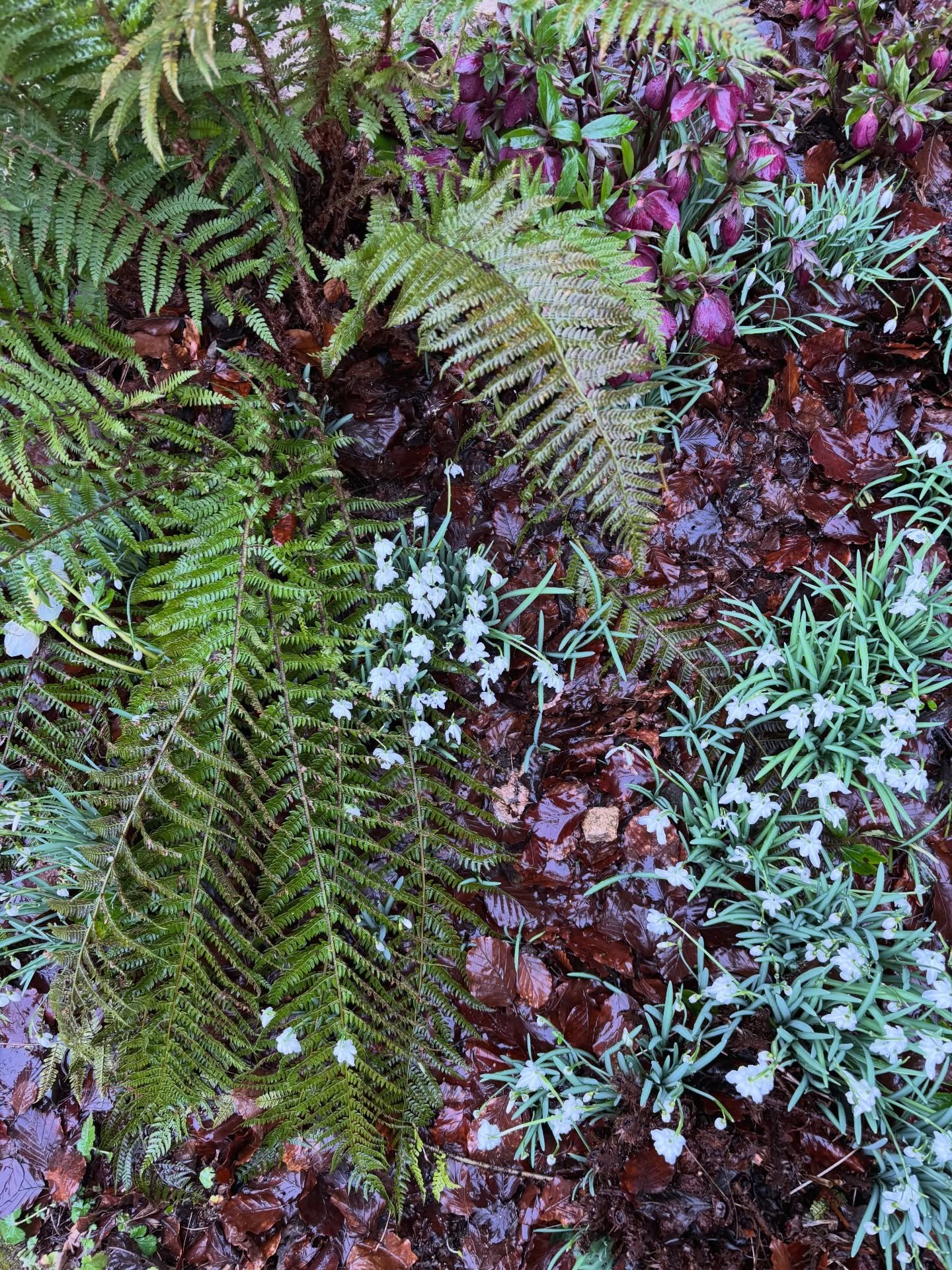 ❖ L I C H U N (立 春) ❖

(Swipe all the way for the prettiest snowdrop of them all 🤍)

Even in the frost of February, life quietly stirs. Snowdrops push through frozen earth, fragile yet determined, as if whispering: spring is coming. 

Lichun (立春), t