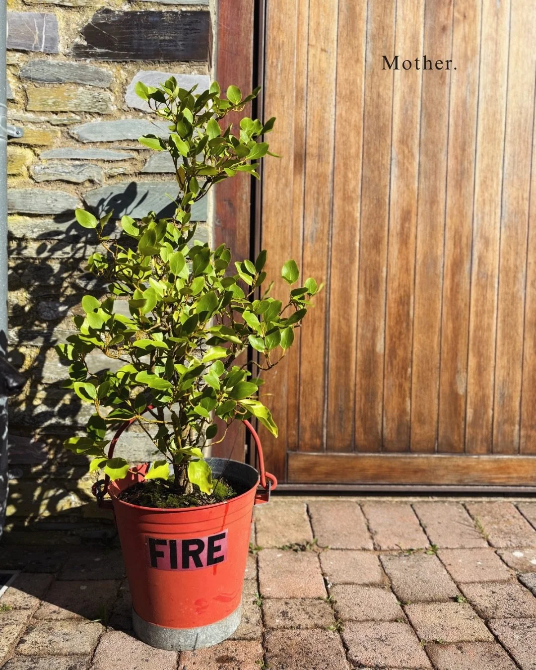 ✶ M O T H E R ✶

In the Sheng cycle of the Five Elements, each phase nourishes the next, an unbroken chain of support moving through nature and through us.

Fire is the mother of Earth.

After the blaze, ash settles enriching the soil, preparing the 