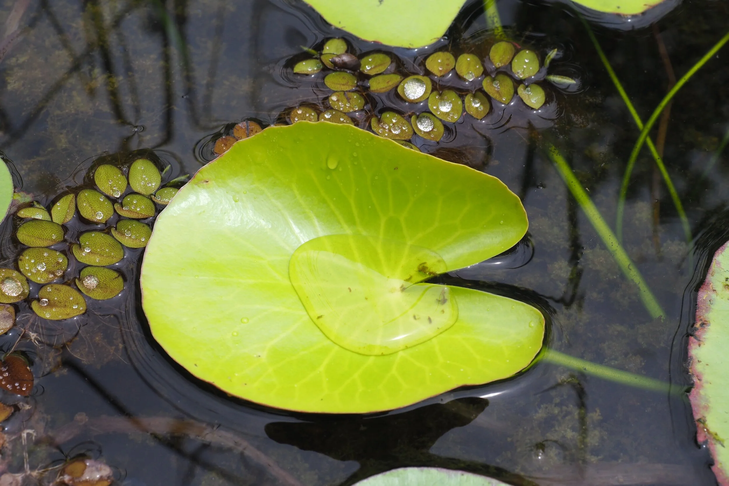 3 Reasons for Pond Treatment and Why Pond Water Turns Green | CONLEY PONDS