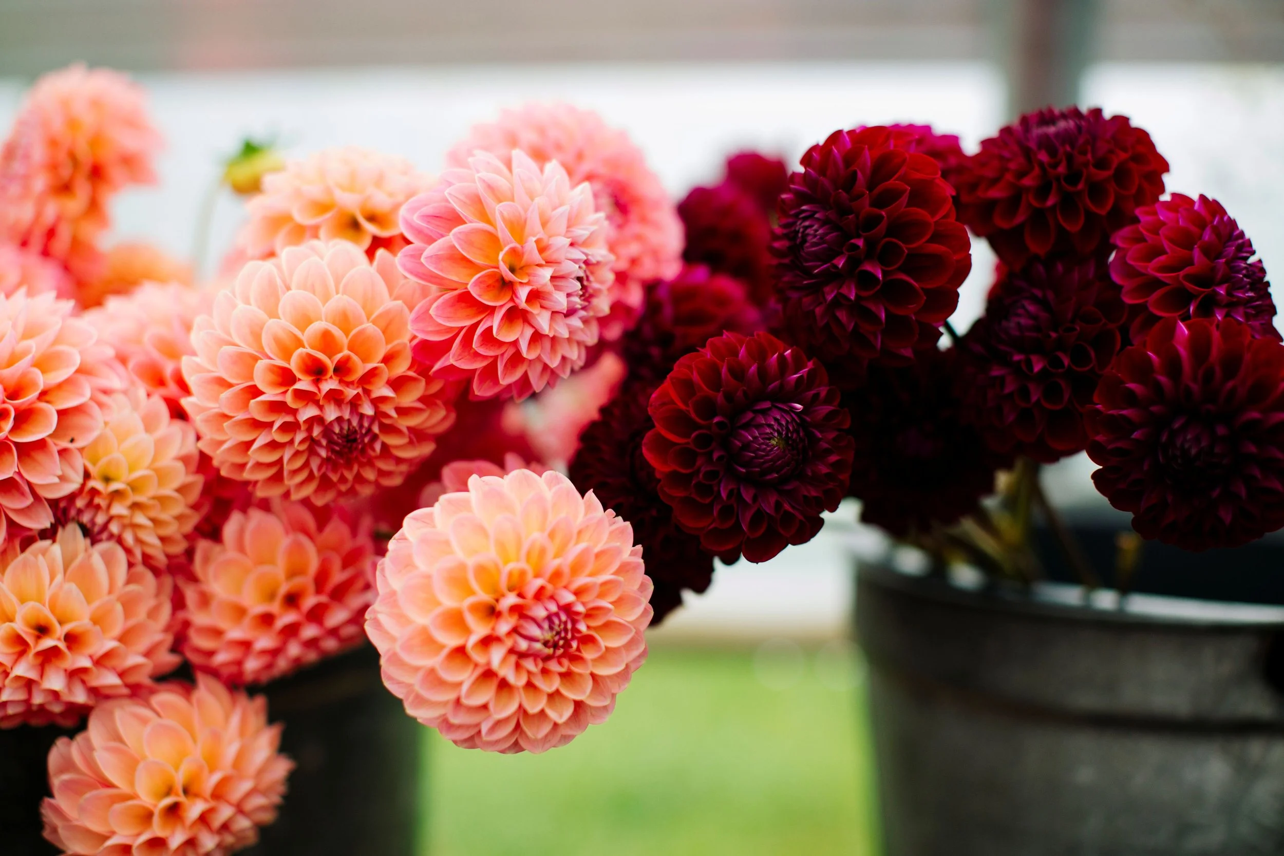 Jenny_Creek_Flowers 1.jpg