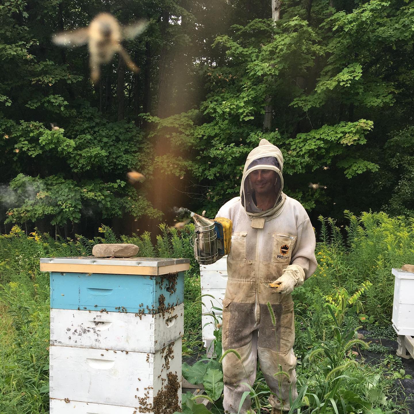 honeybee_2.jpg