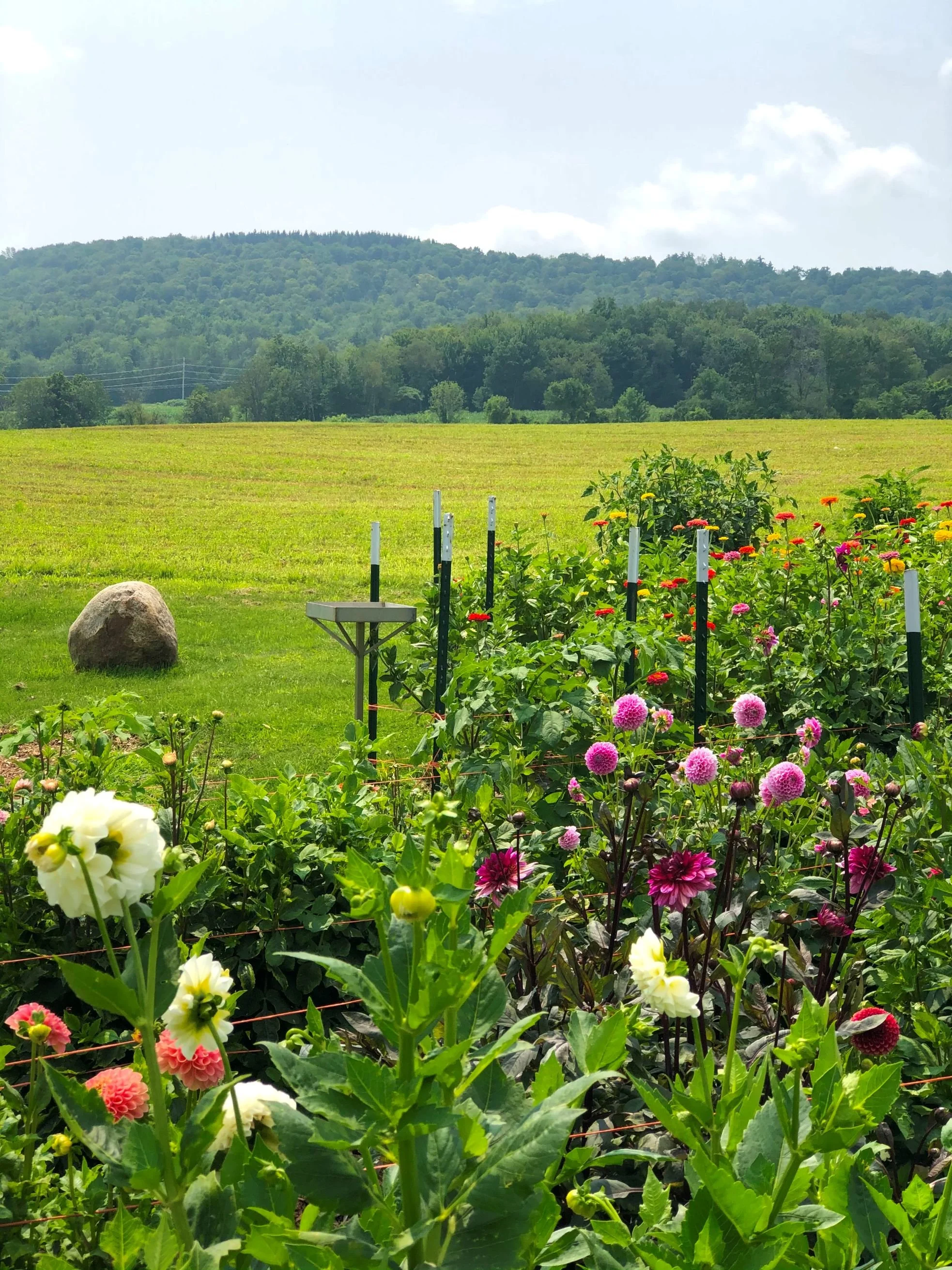maryhill farm hill field and garden.jpg