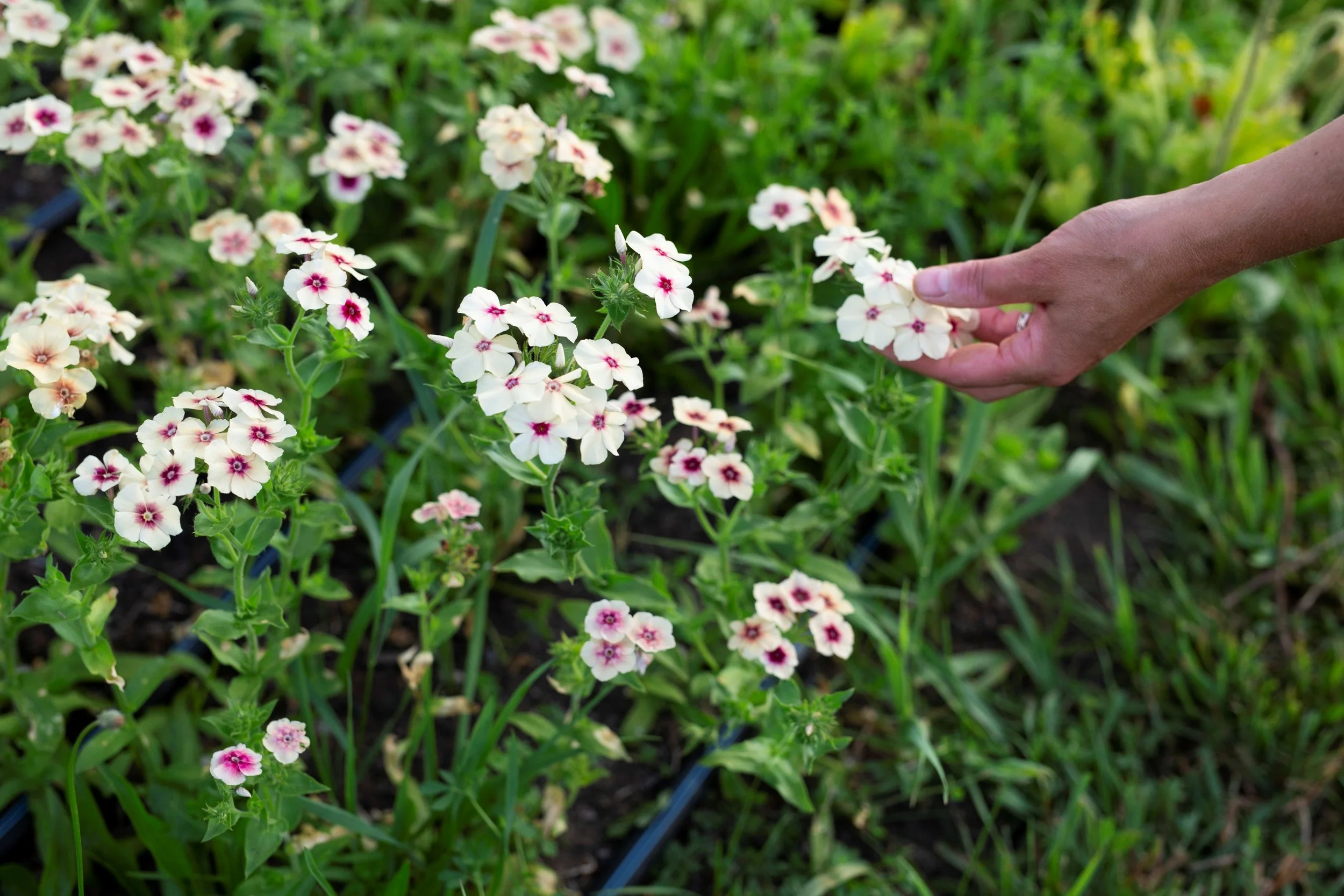 Jenny_Creek_Flowers 2.jpg