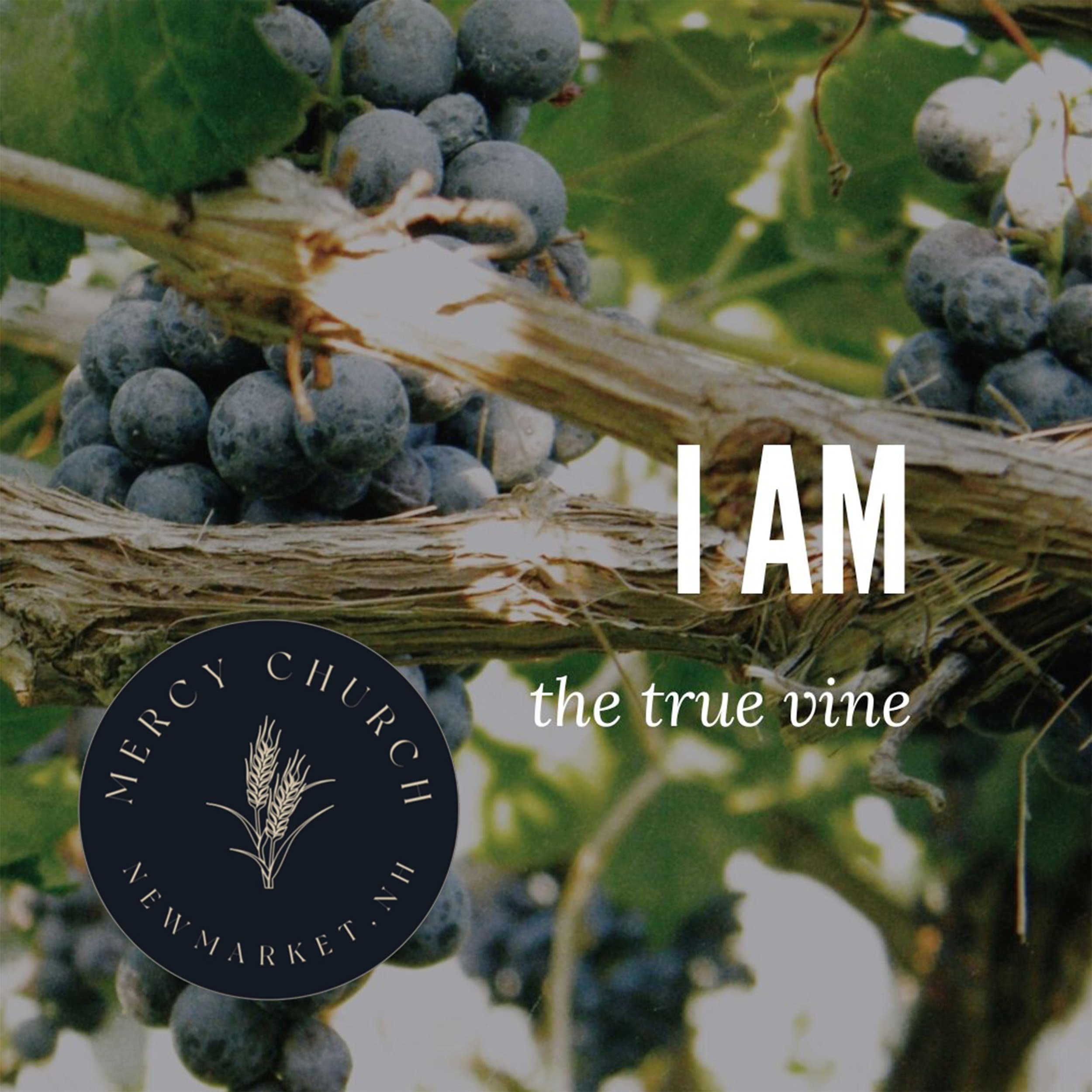 Aug 9 - I AM THE TRUE VINE