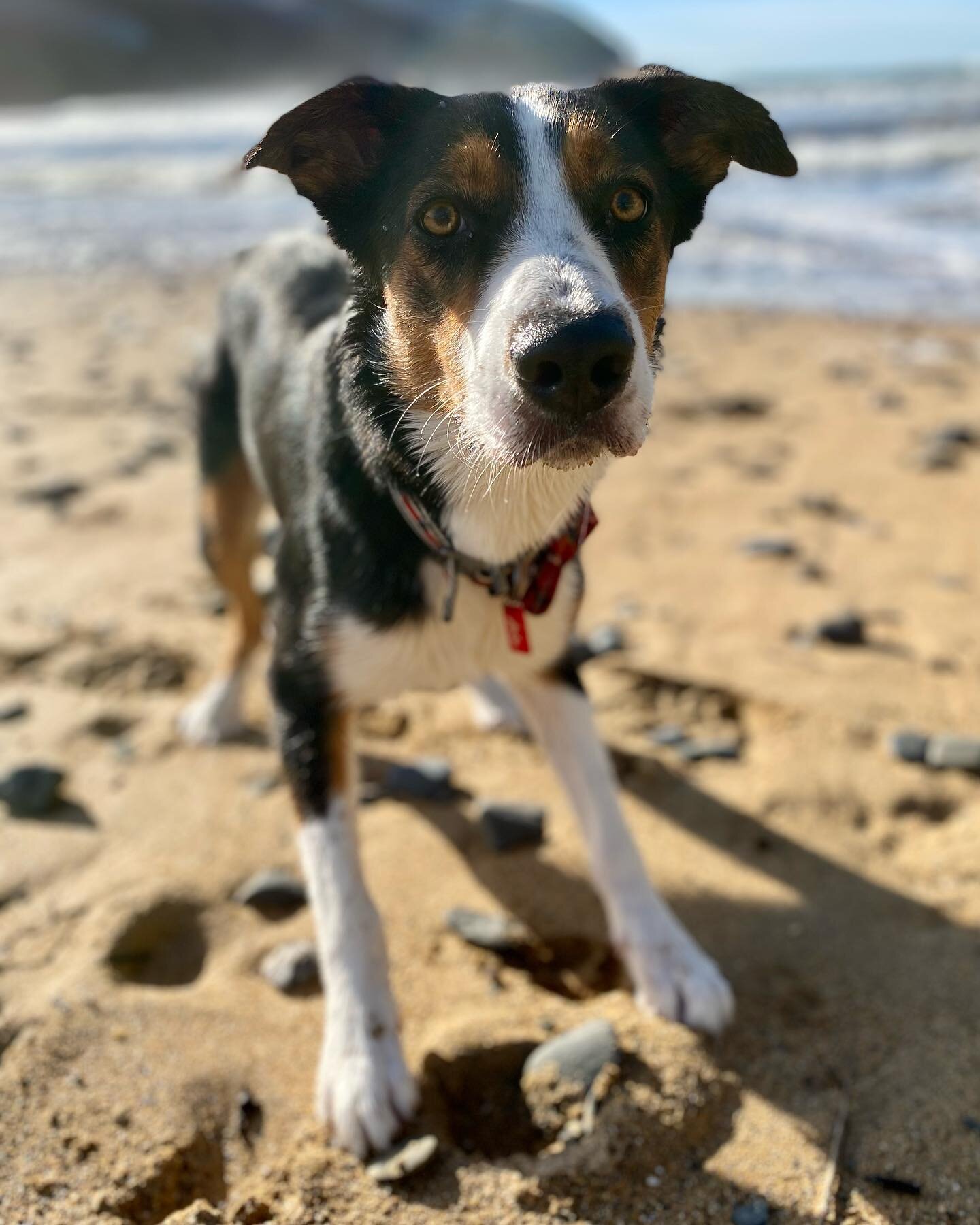 Lunchtime walkies #MedCommsLife