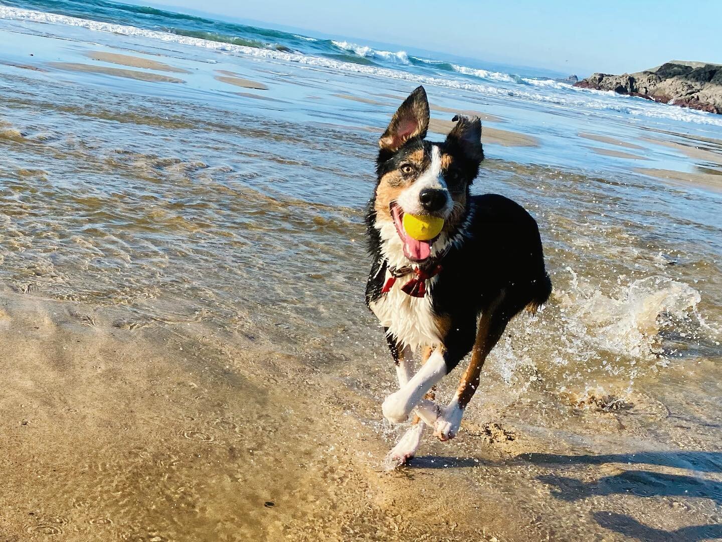 Runic Communications CEO captured on Poldhu this lunchtime #bordercollie #bonkers 🐕🌊