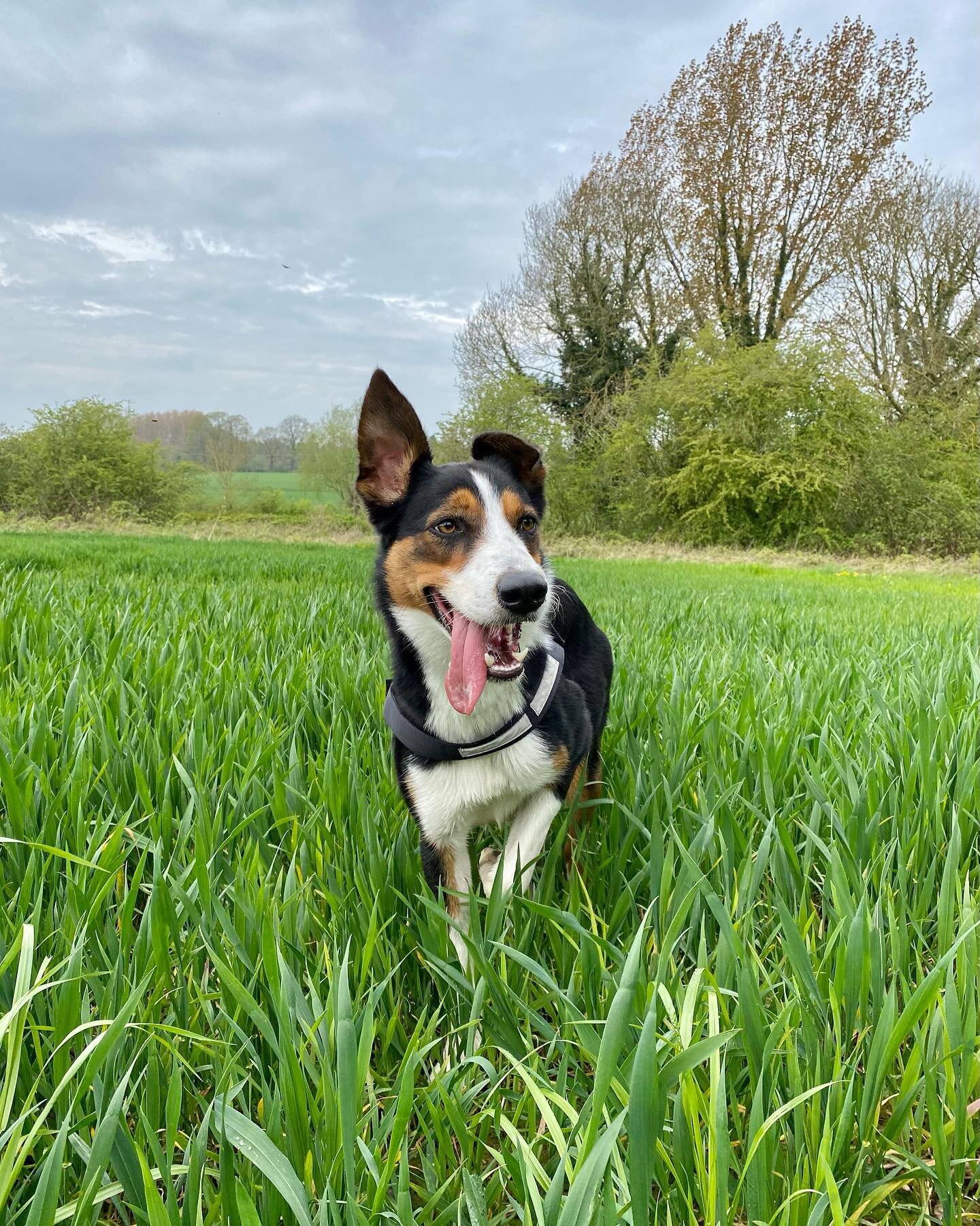 More of clan chief &Iacute;varr&rsquo;s recent adventures 🐕