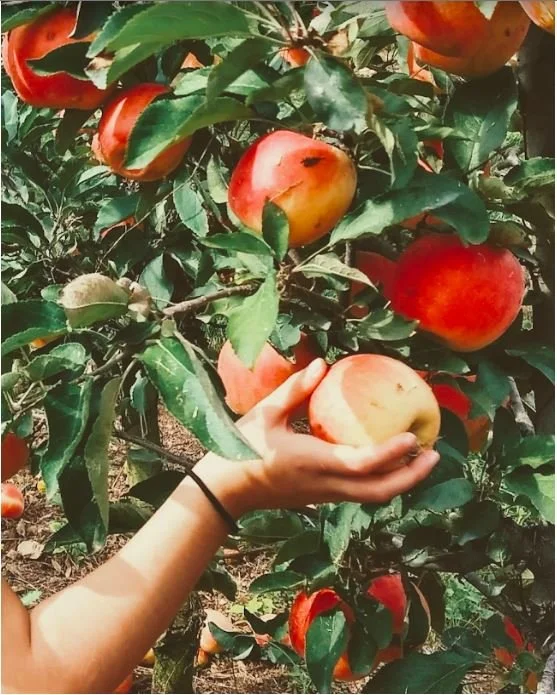 Of Meaning, Meals, and Malus Domestica: Let’s Talk Apples!