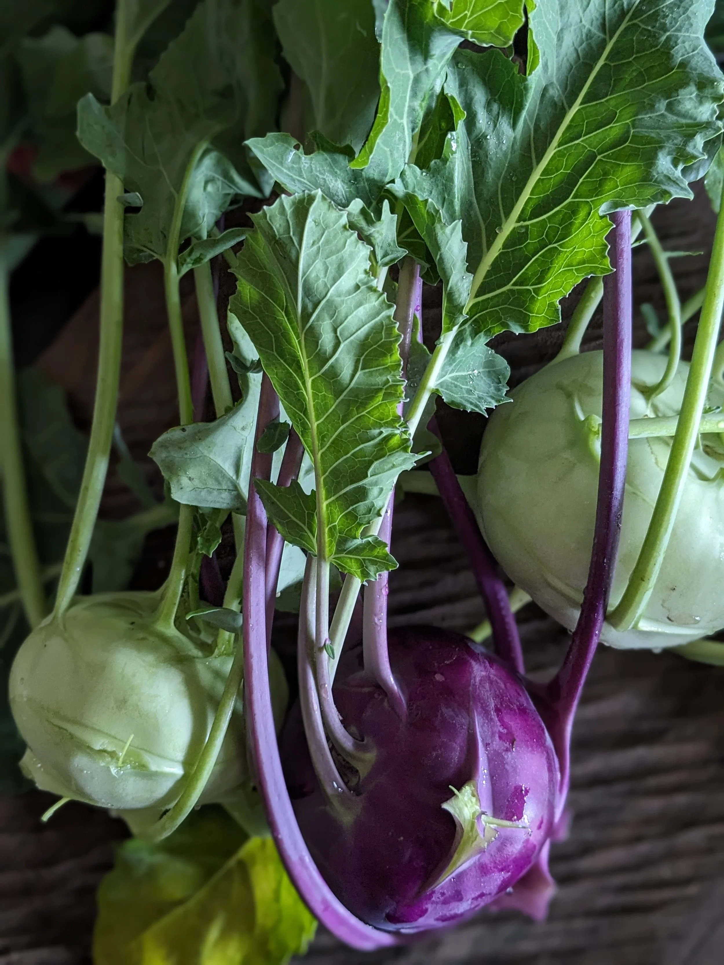 Close Encounters of the Kohlrabi Kind