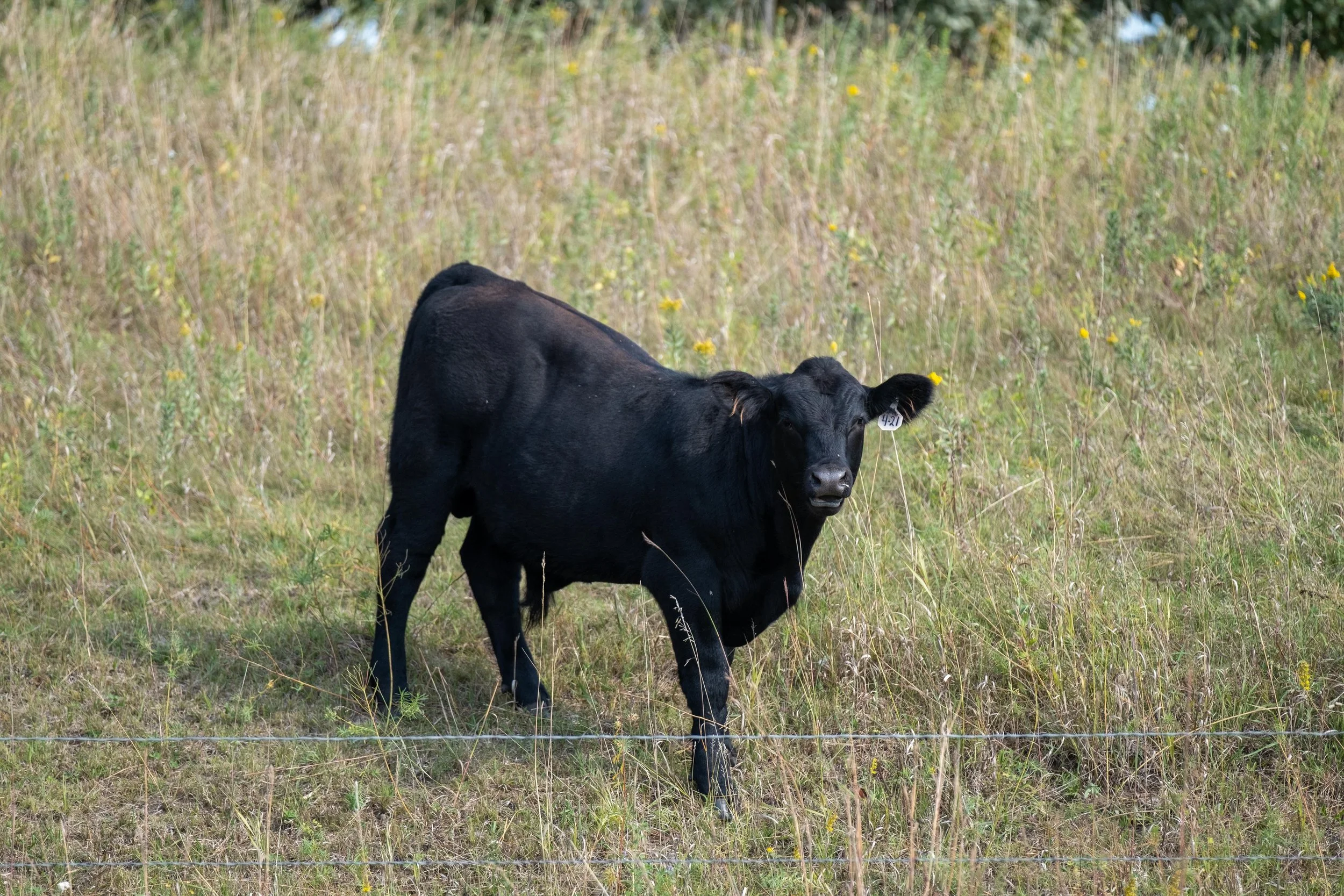 DSCF8330.jpg