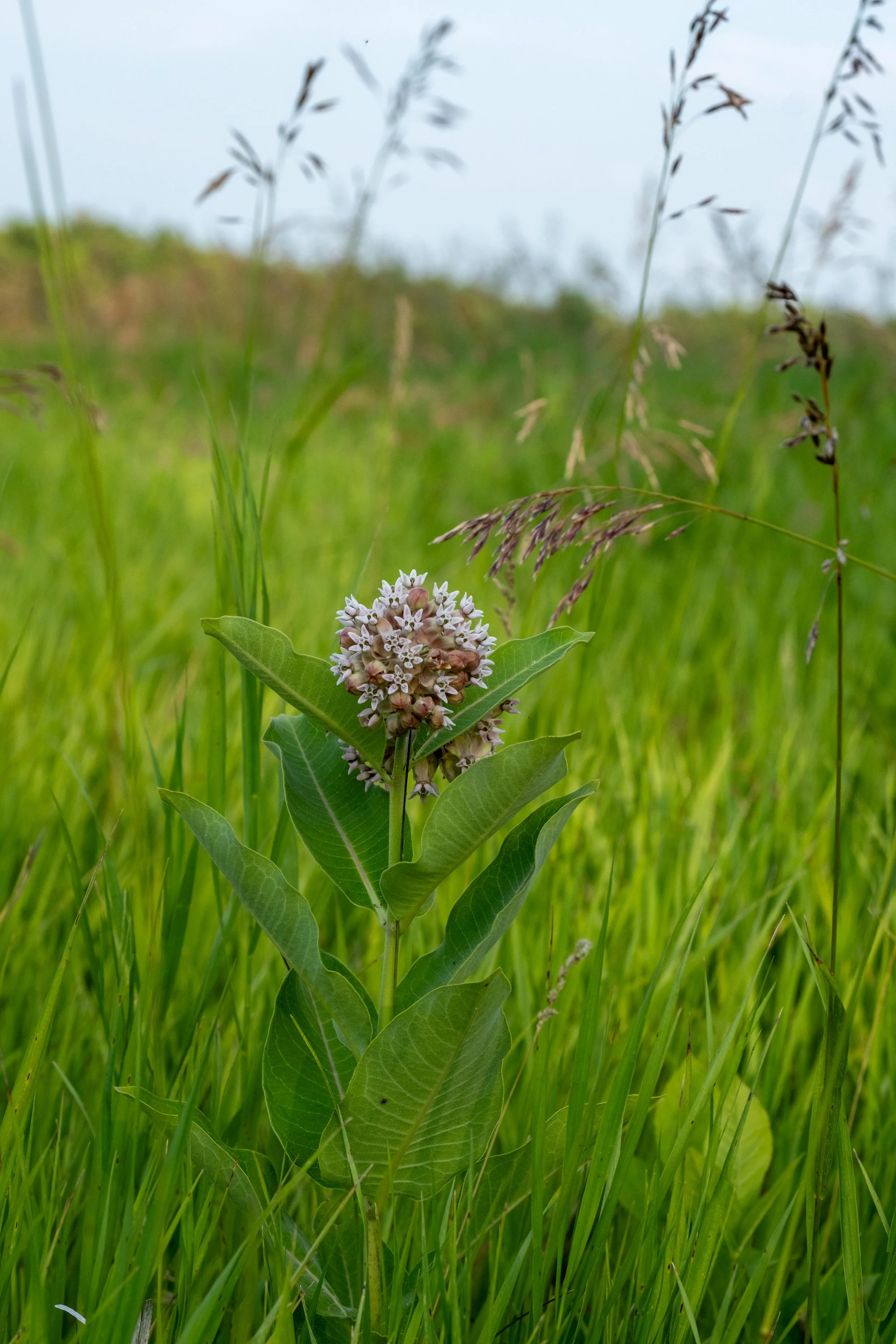 DSCF6334.jpg
