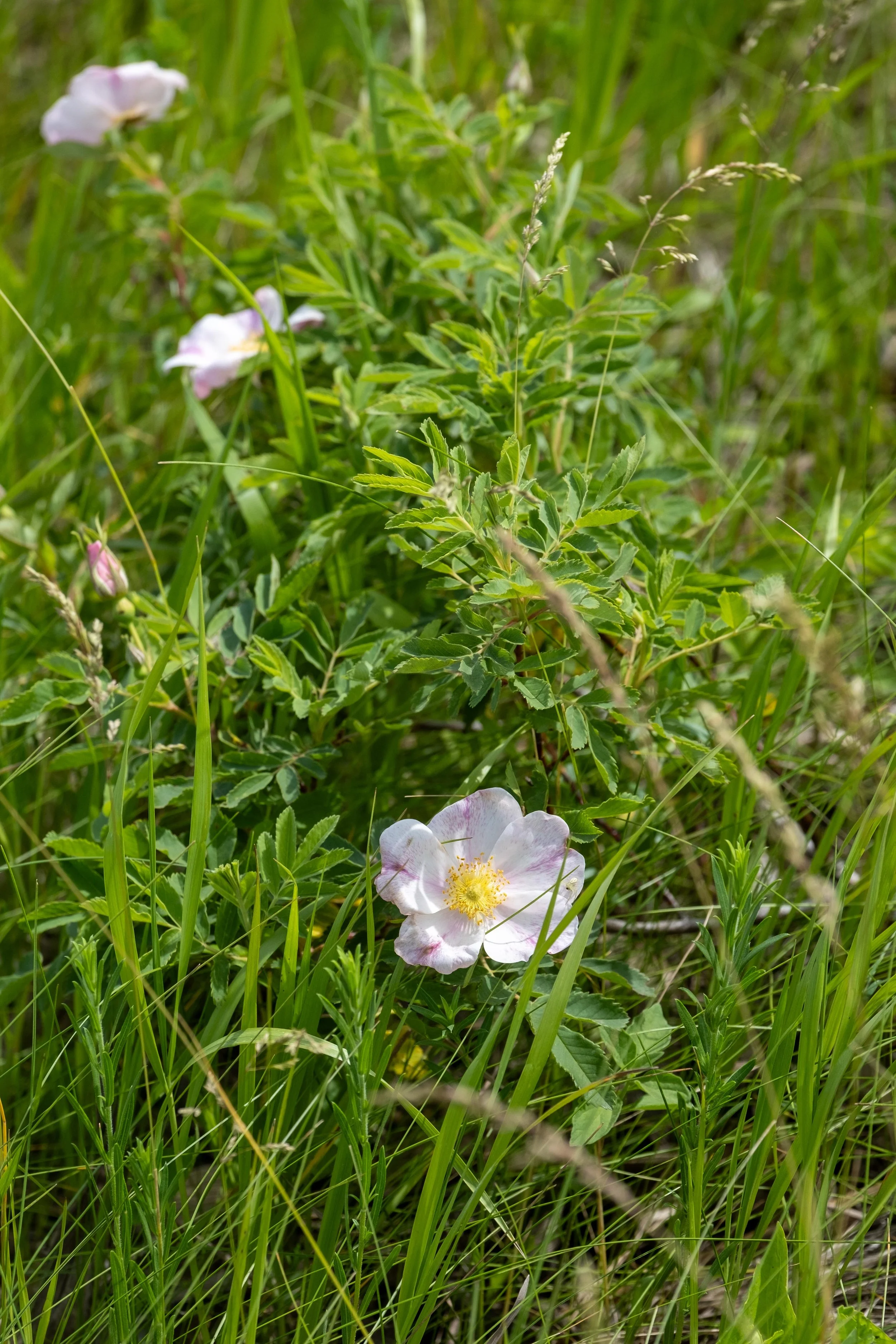 DSCF5902.jpg