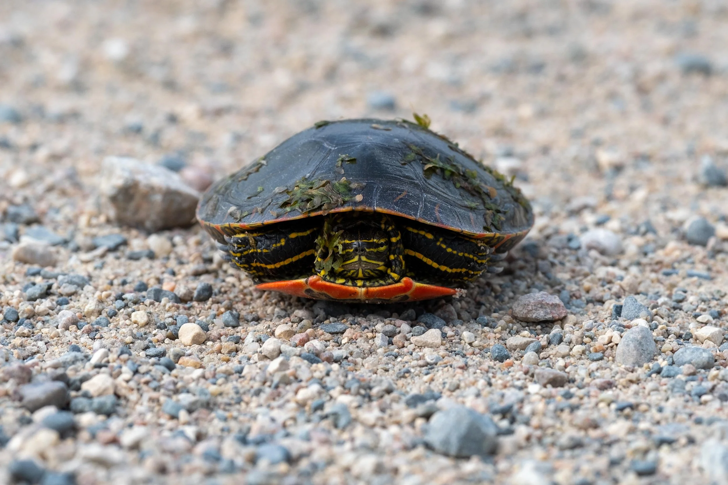 DSCF8586.jpg