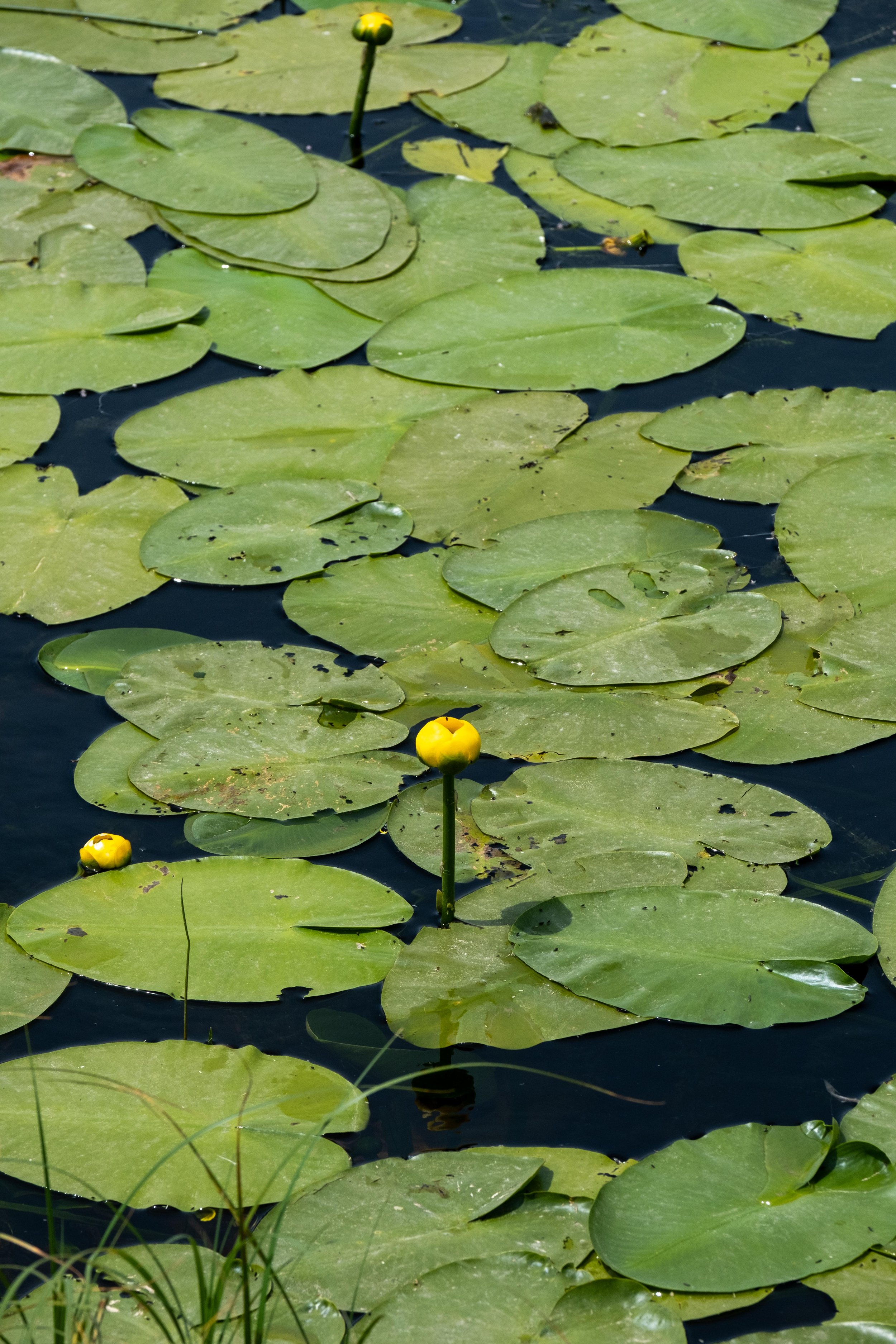 DSCF5836.jpg
