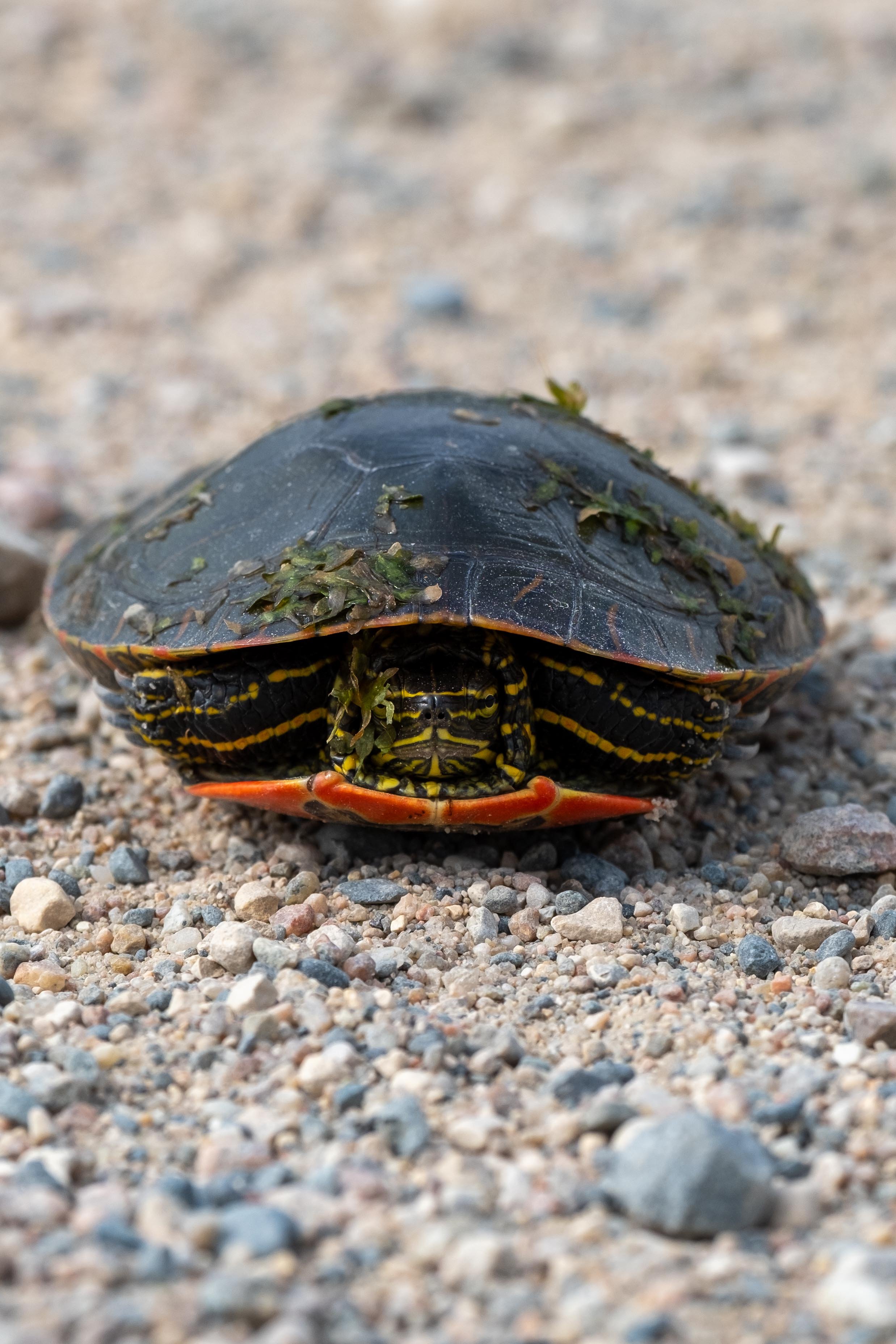 DSCF8588.jpg