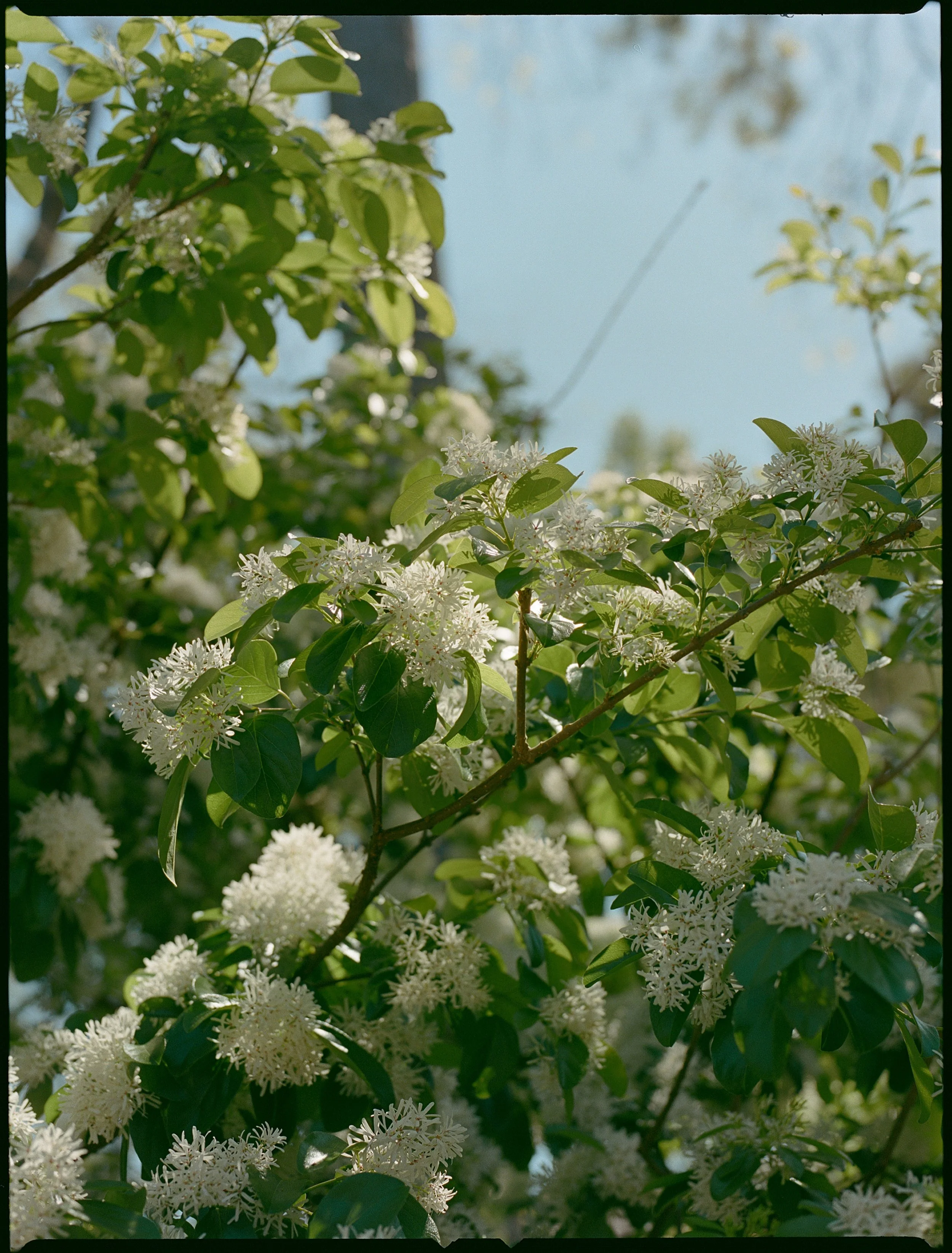 White flowering bush with green leaves, outdoors on a sunny day.