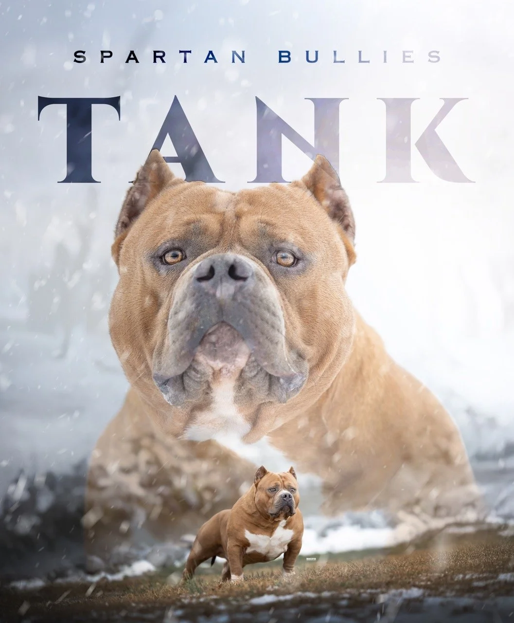 TANK BANNER 2 Large.jpeg