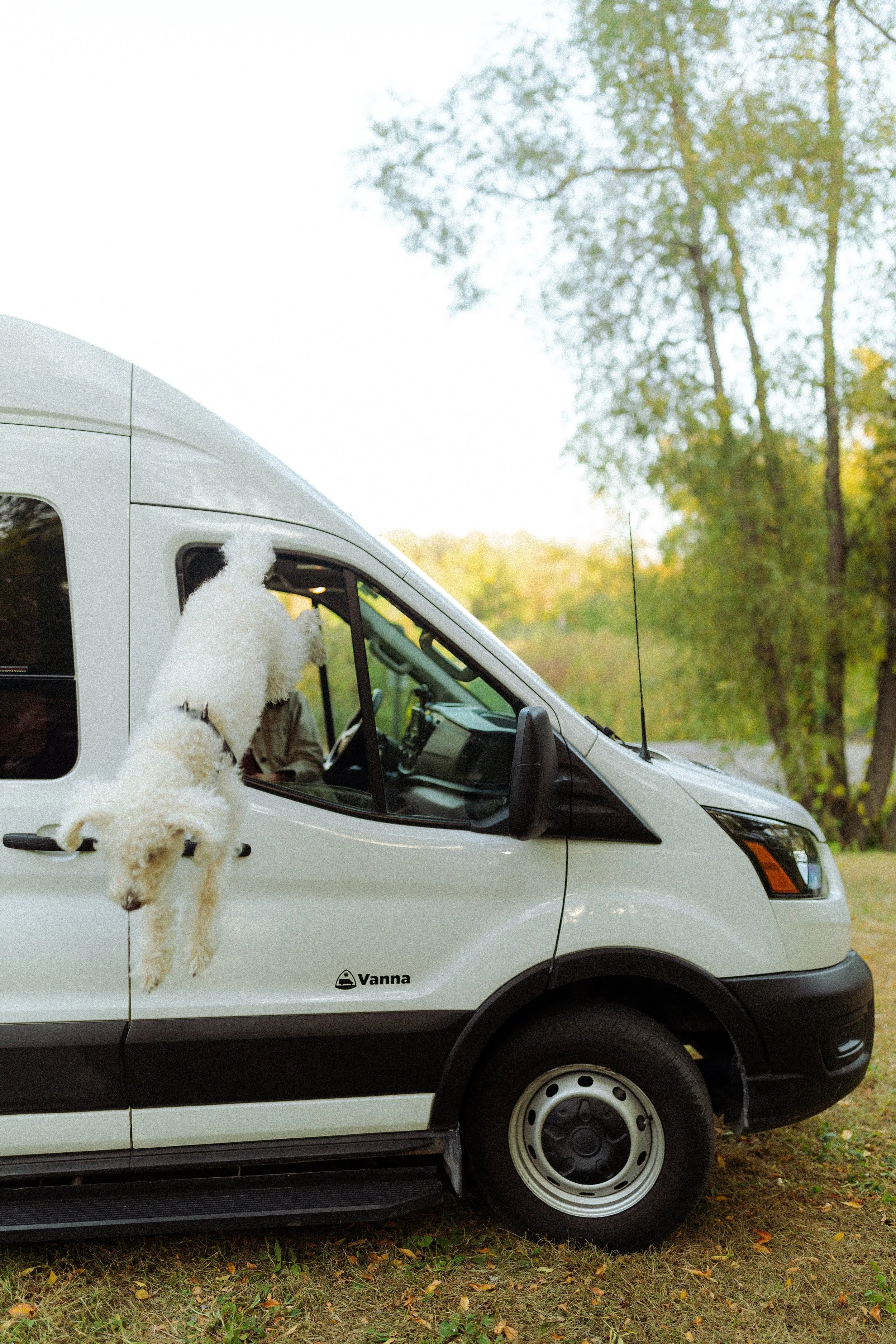 Dog jumping out of van window.