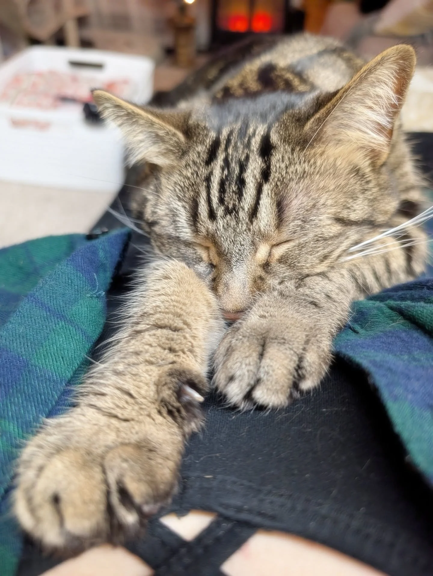 January is for hibernating. Cuddles are a requirement of the season. I am stuck 🩷