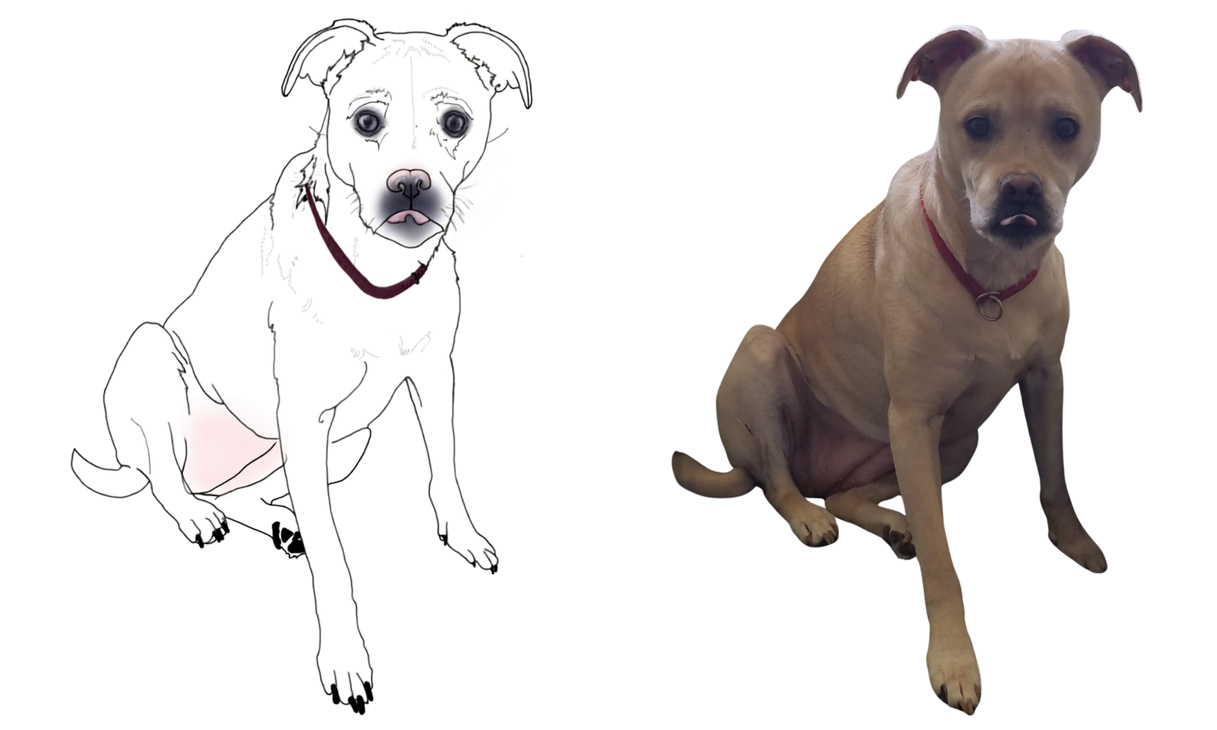 kristin bergene pet portrait gallery (13).png