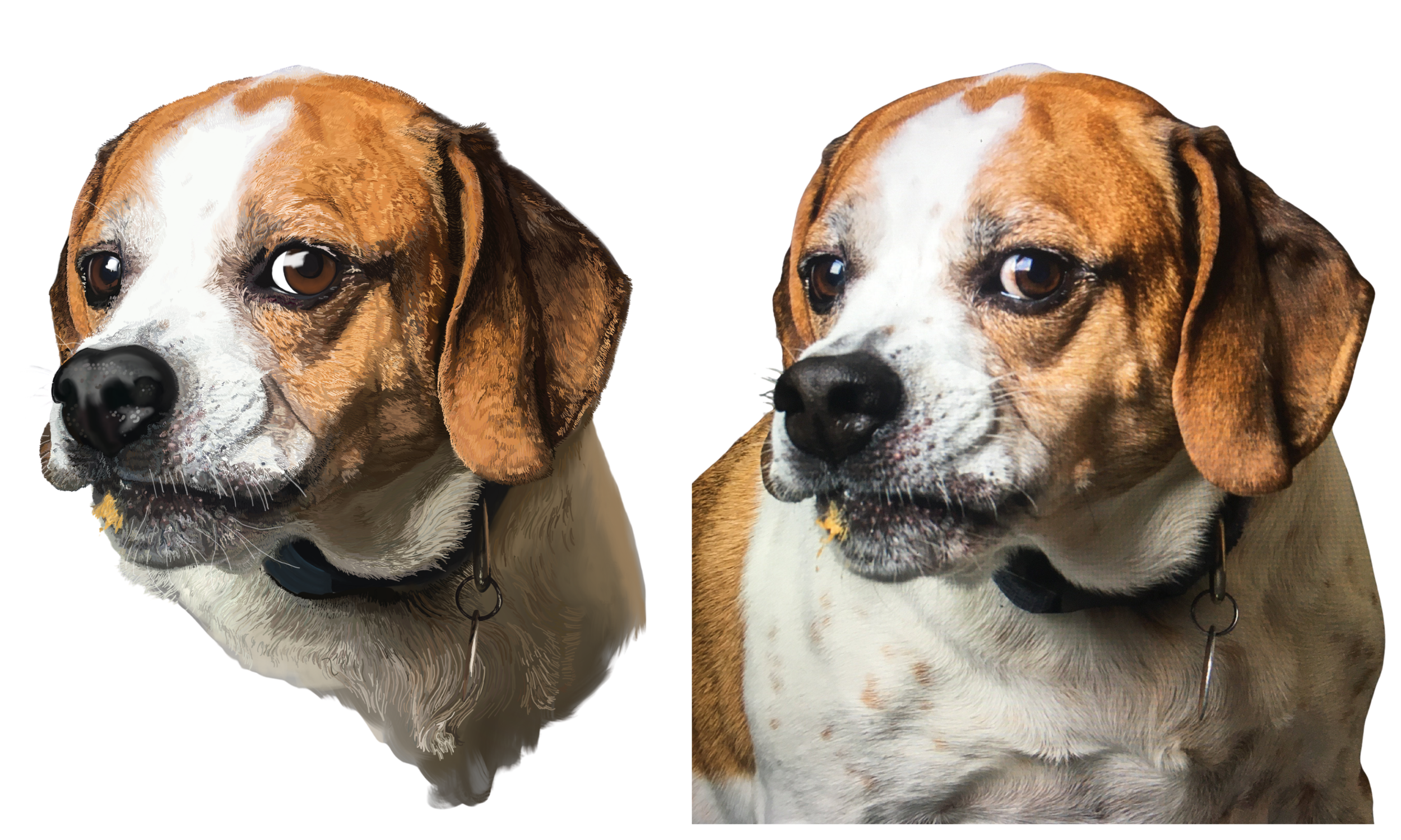 kristin bergene pet portrait gallery (12).png
