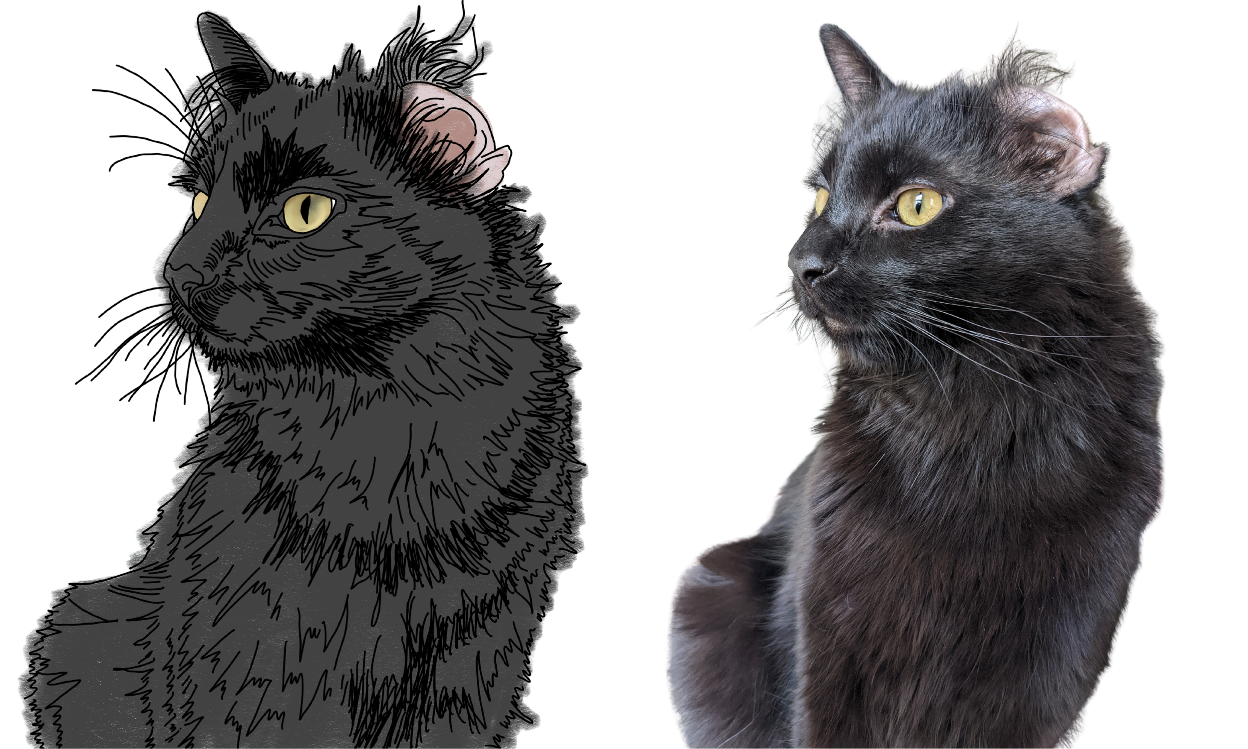 kristin bergene pet portrait gallery (6).png