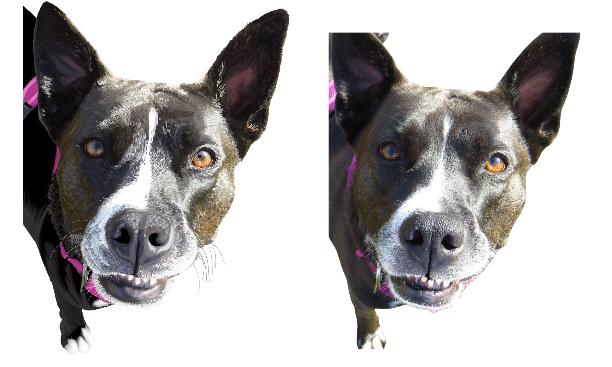 kristin bergene pet portrait gallery (10).png