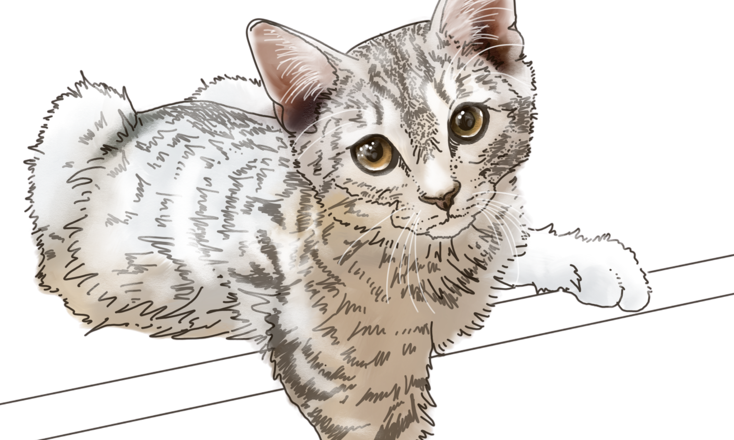 Pet Portraits