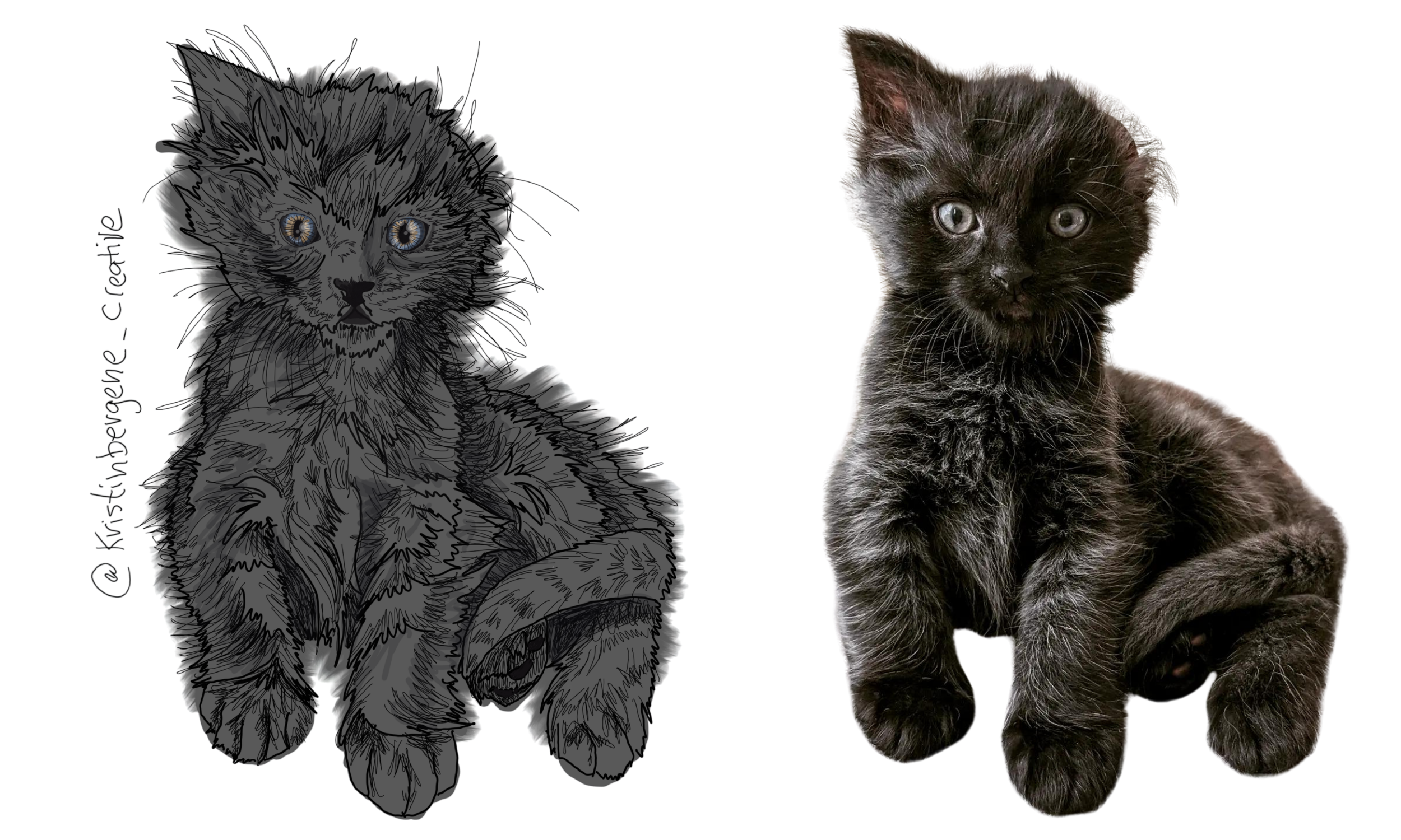 kristin bergene pet portrait gallery (17).png
