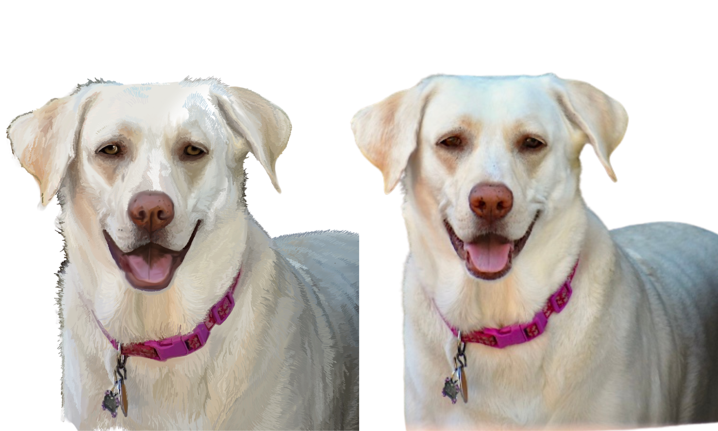 kristin bergene pet portrait gallery (5).png