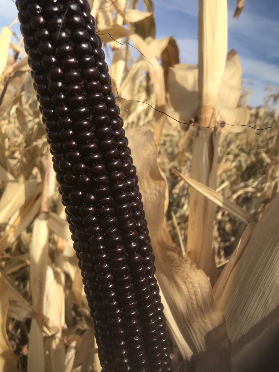Blue corn at harvest.jpeg