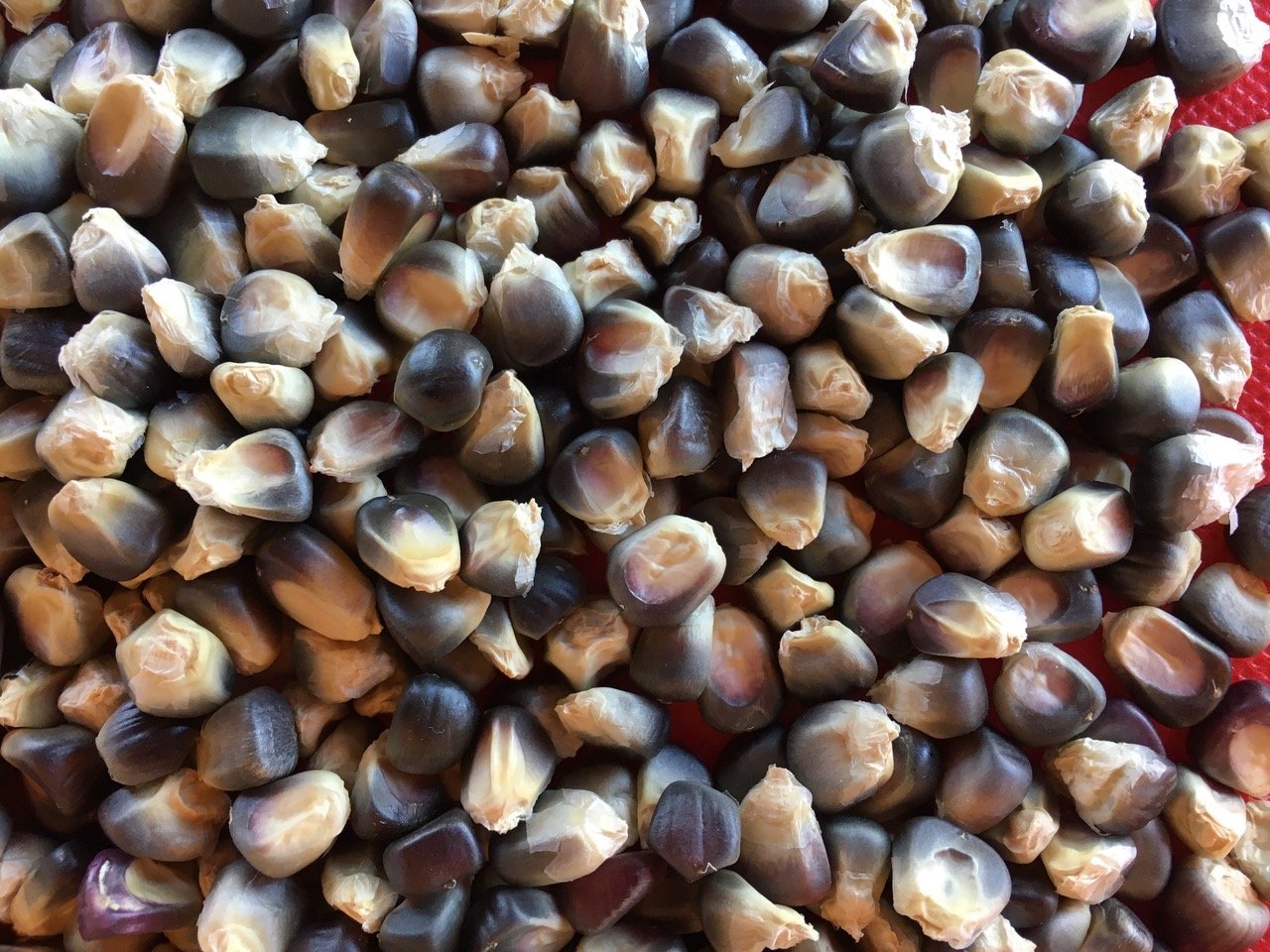 Blue corn cleaned and ready 2020.jpeg