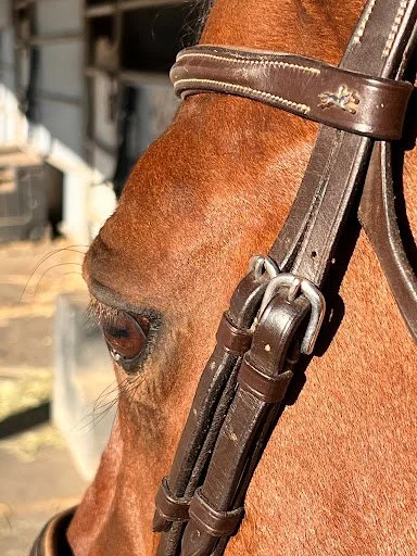 Close-up of a horse's eye and brown leather bridle at Strides Riding Academy, showcasing the connection between riders and horses during beginner horseback riding lessons near Fulton and Penngrove, California.