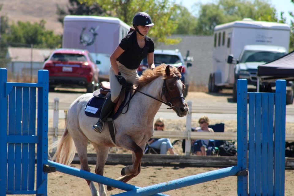 From Zero to Hero: Everything You Need to Know About Your First Horseback Riding Lesson