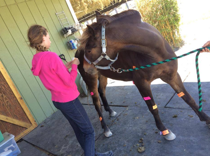 Unplugged & Outdoors: A One-of-a-Kind Ranch & Riding Camp for Marin County Kids