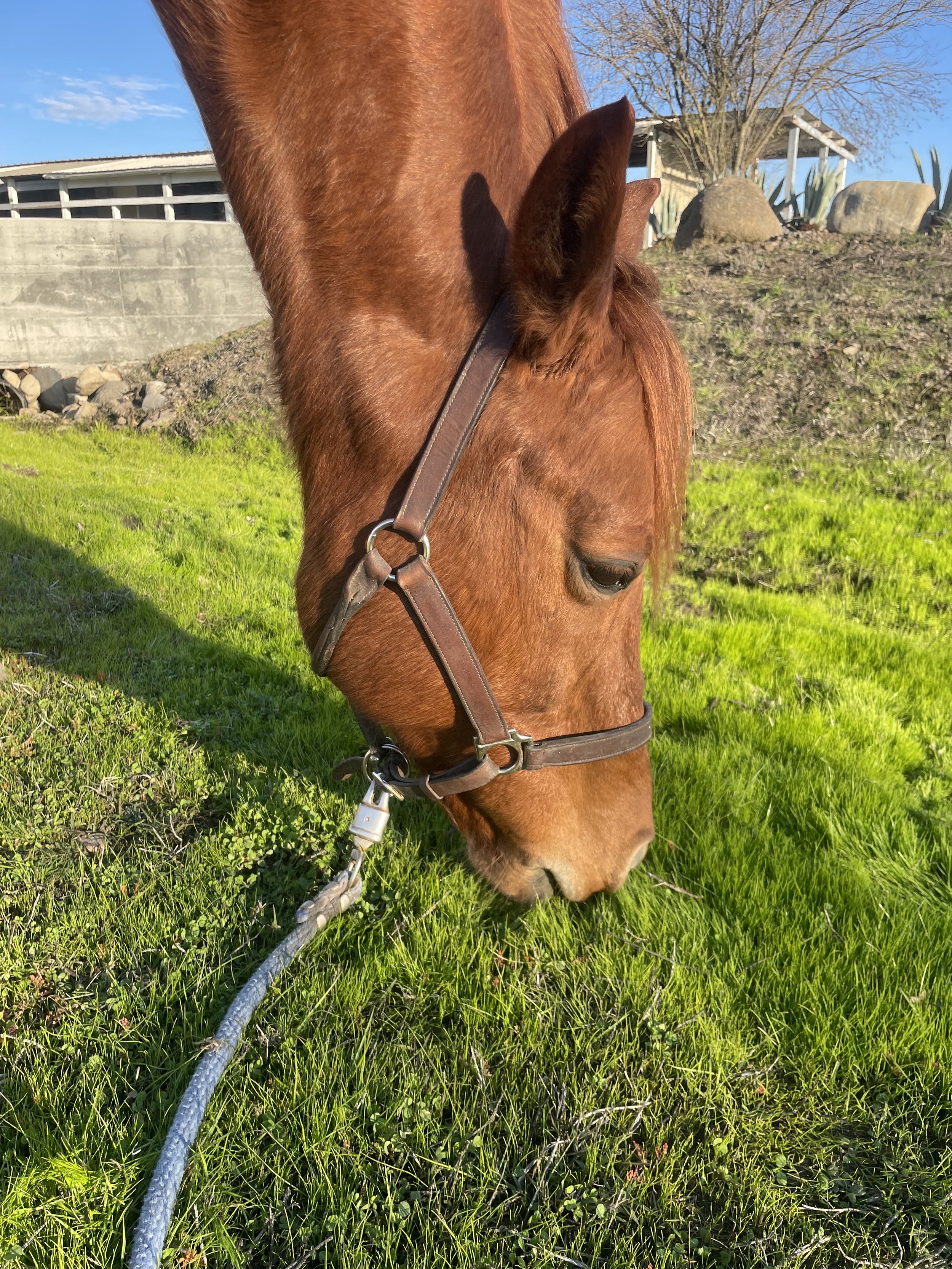 Tack Talk & Trail Tips: Your No-Stress Guide to Riding in Sonoma County
