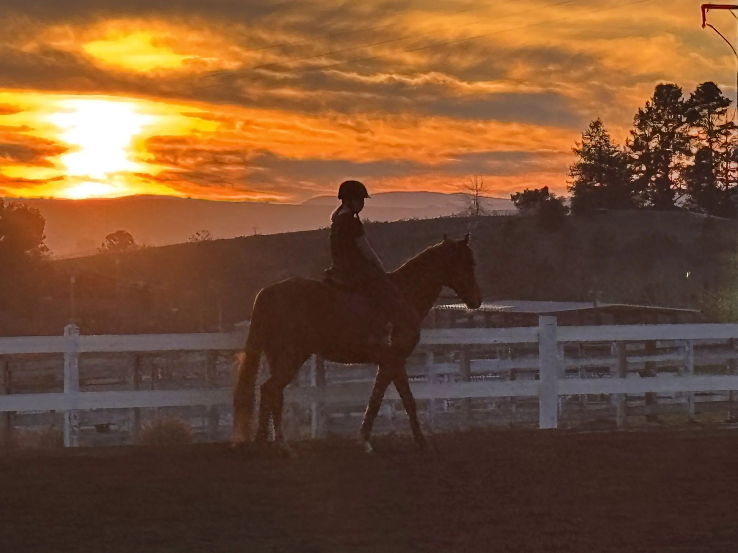 Your Horse’s Point of View: How They See the World