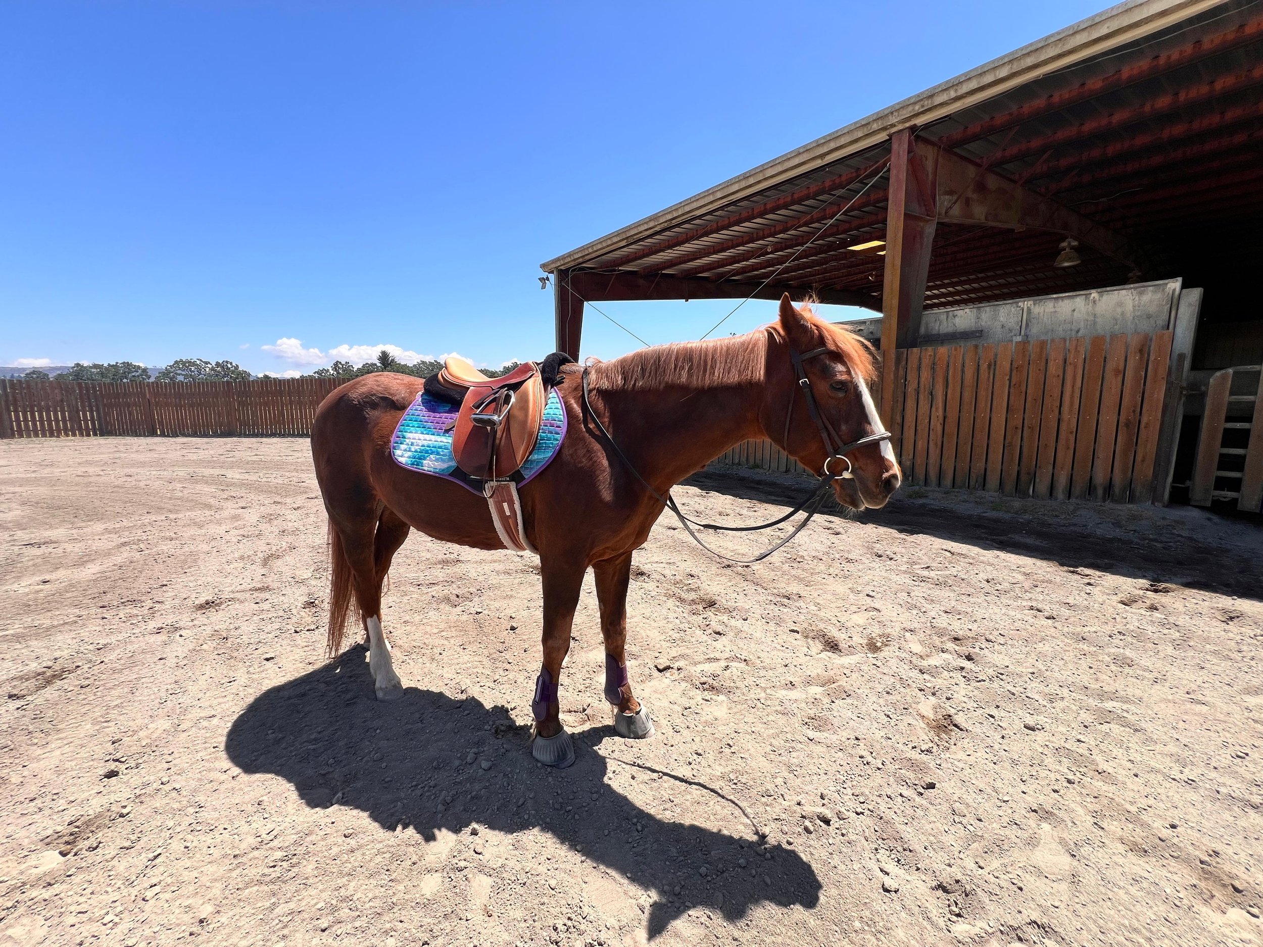The Unspoken Language of Horses: What Your Ride Is Telling You Without Words