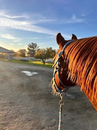 Before They Can Say It, They Can Ride It: How Horses Teach Kids to Lead