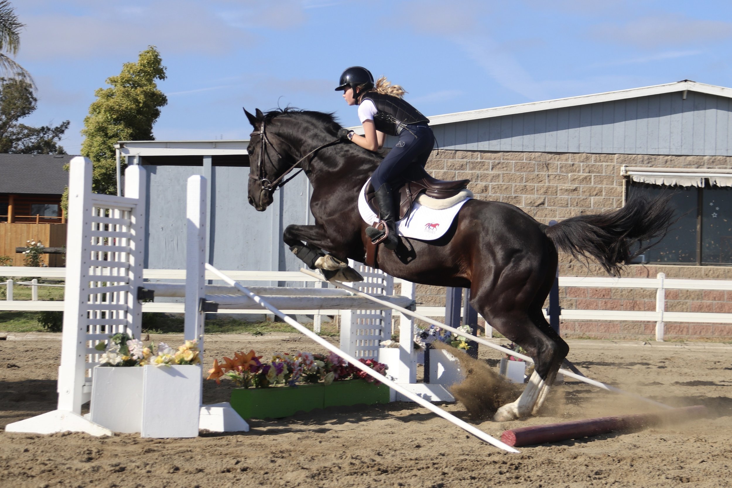 Why Horses Don’t Always Do What You Ask the First Time