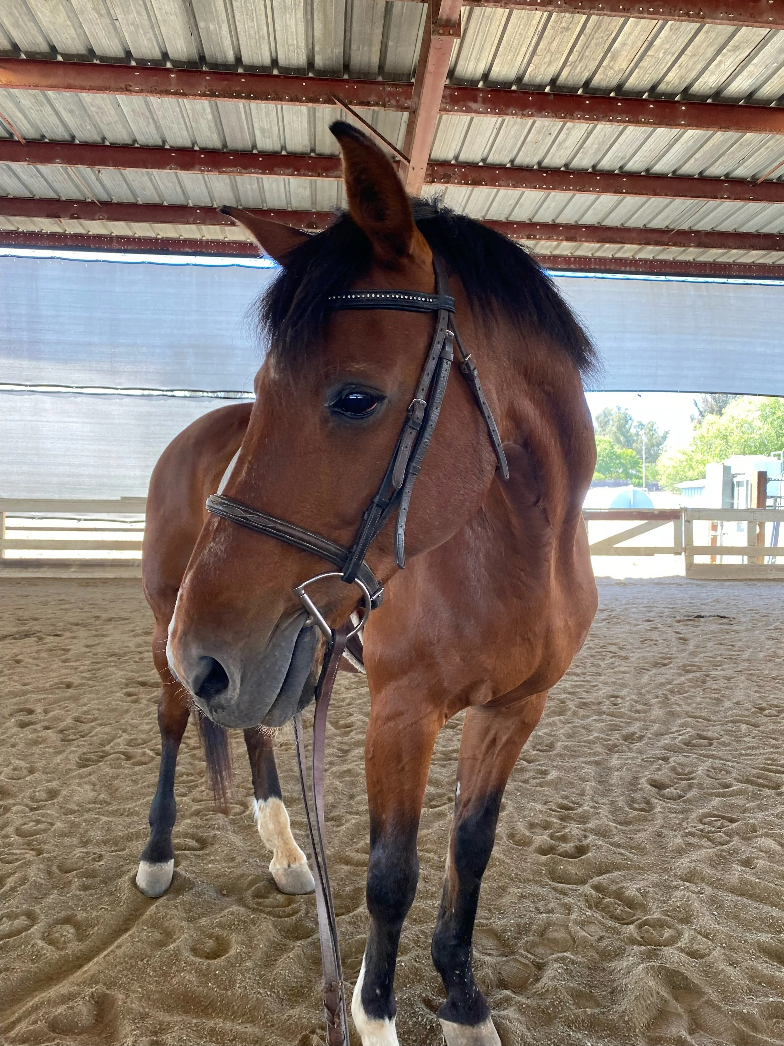 Chestnut horse in a riding arena at Strides Riding Academy in Sonoma County