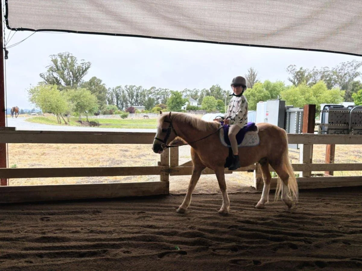 Snickers the bay pony at Strides Riding Academy Santa Rosa ready for lessons with new students.
