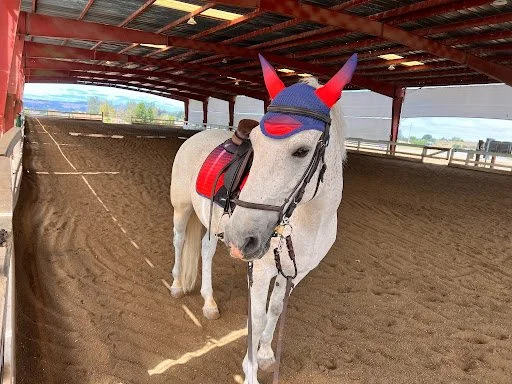 White horse in the indoor riding arena at Strides Riding Academy in Petaluma, Sonoma County