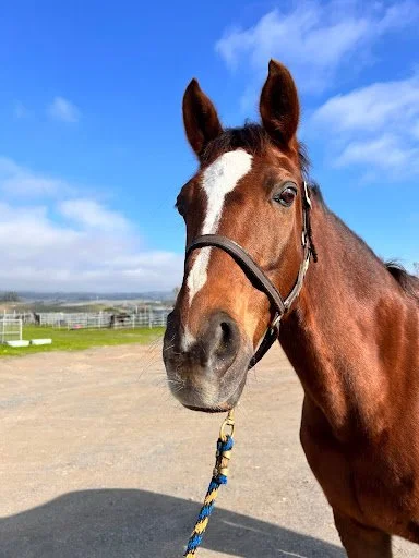Horse used in a Girl Scout outdoor learning and horseback riding experience in Northern California