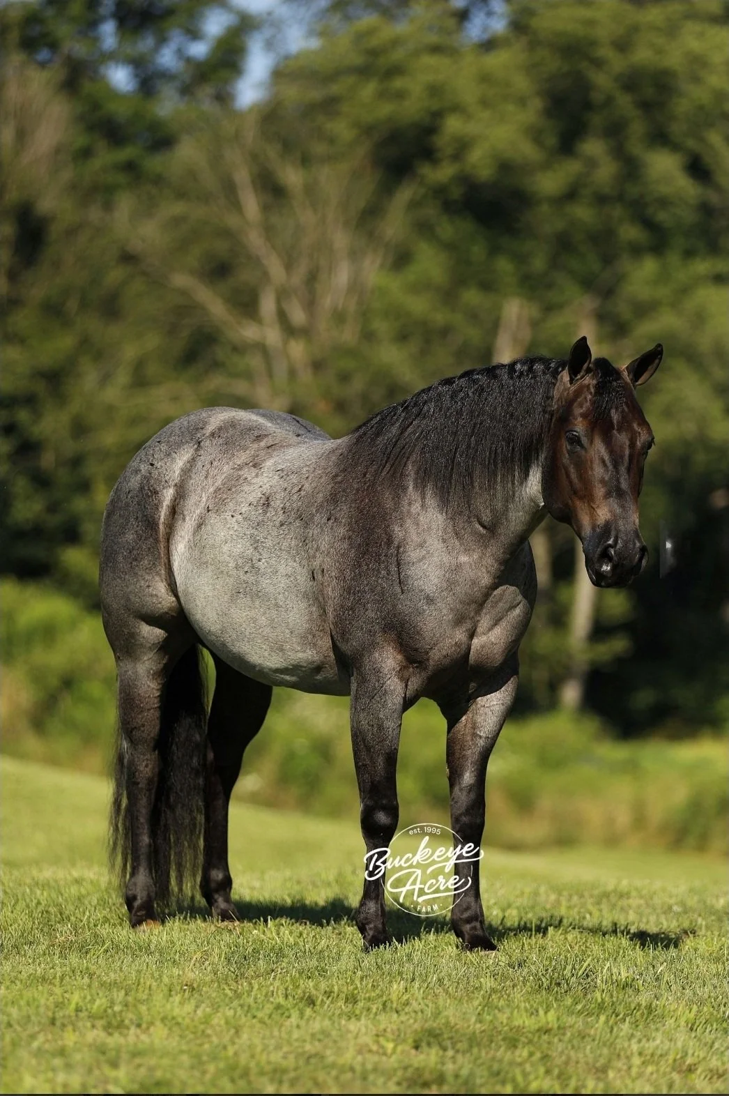Augie, a dapple gray horse standing in the grass at Strides Riding Academy, newly welcomed to the barn
