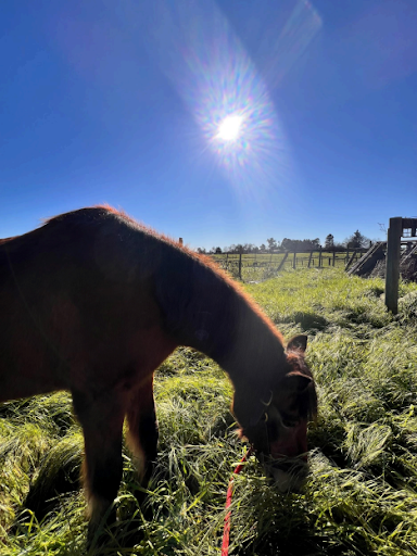 Horse grazing in a sunny Santa Rosa pasture at Strides Riding Academy, reflecting the peaceful environment for kids and adult horseback riding lessons.