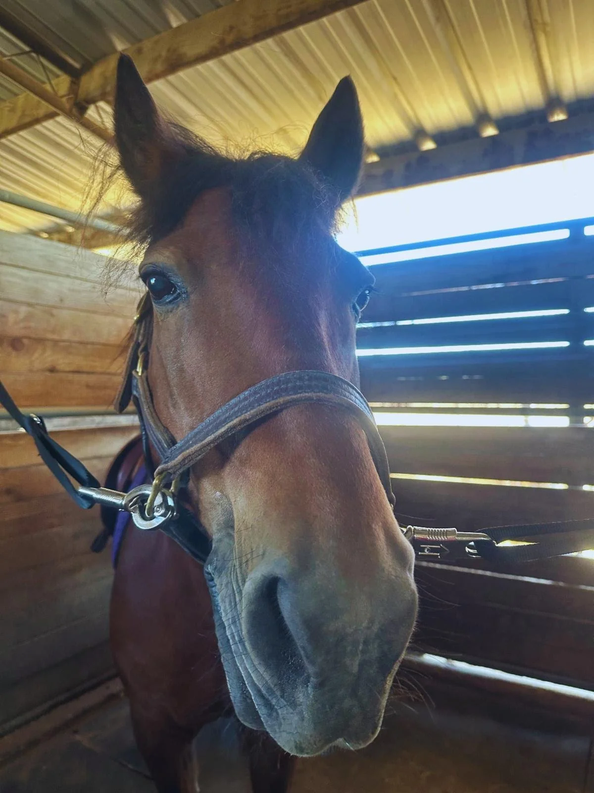 Snickers the bay pony at Strides Riding Academy Santa Rosa ready for lessons with new students.